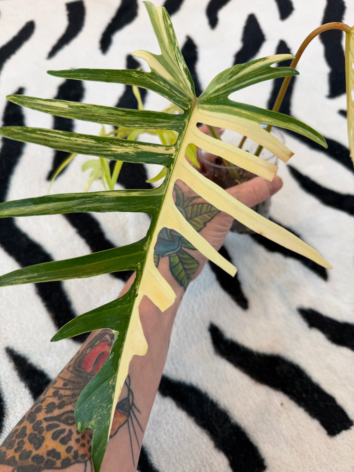 Philodendron Tortum × Florida Beauty High Variegated #1