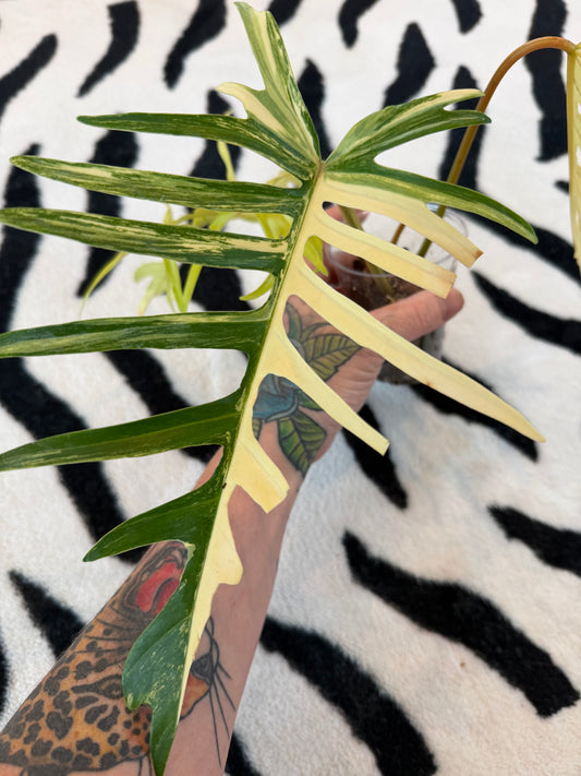 Philodendron Tortum × Florida Beauty High Variegated #1