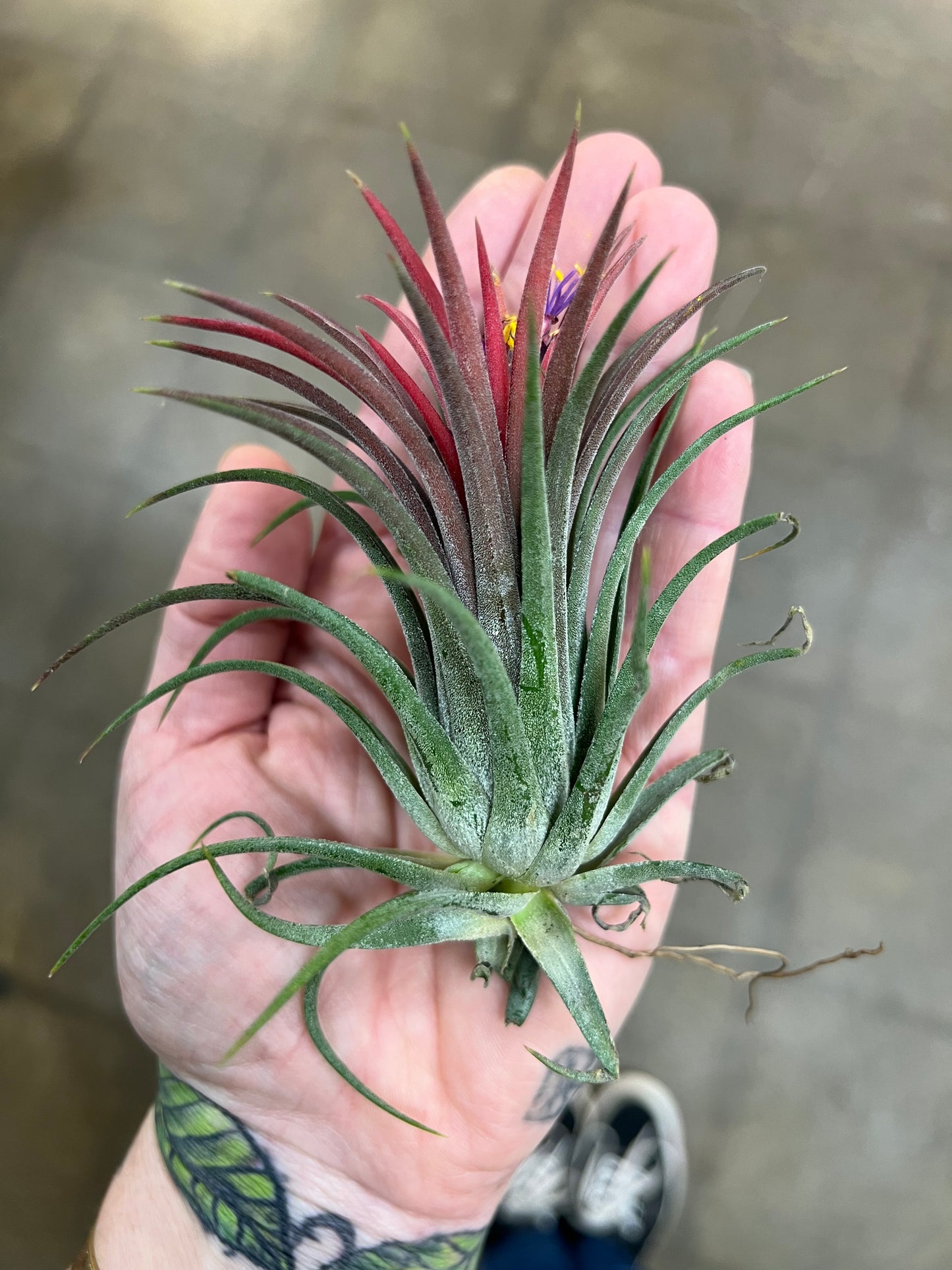 Tillandsia Ionantha Fuego