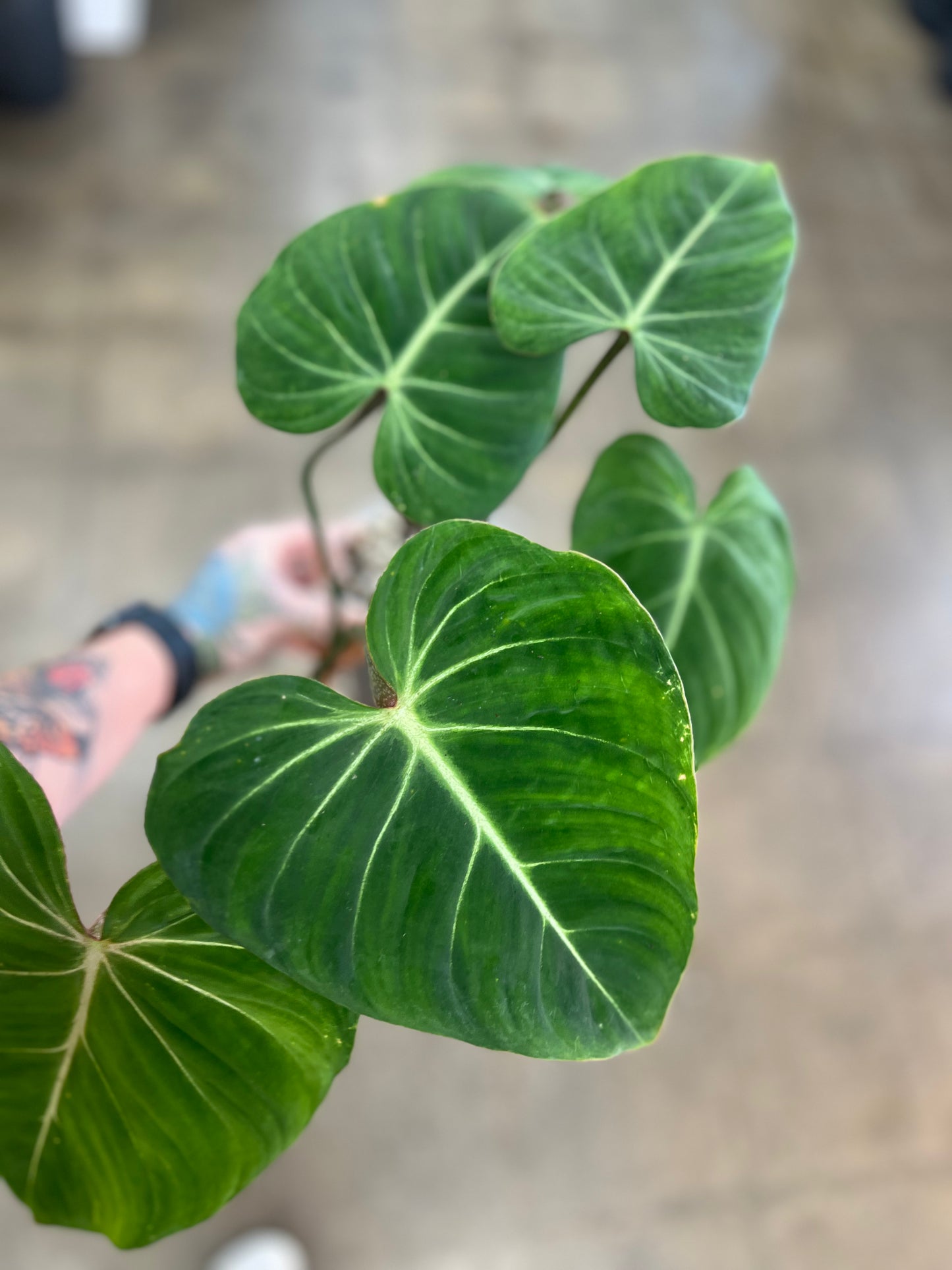 Philodendron Gloriosum