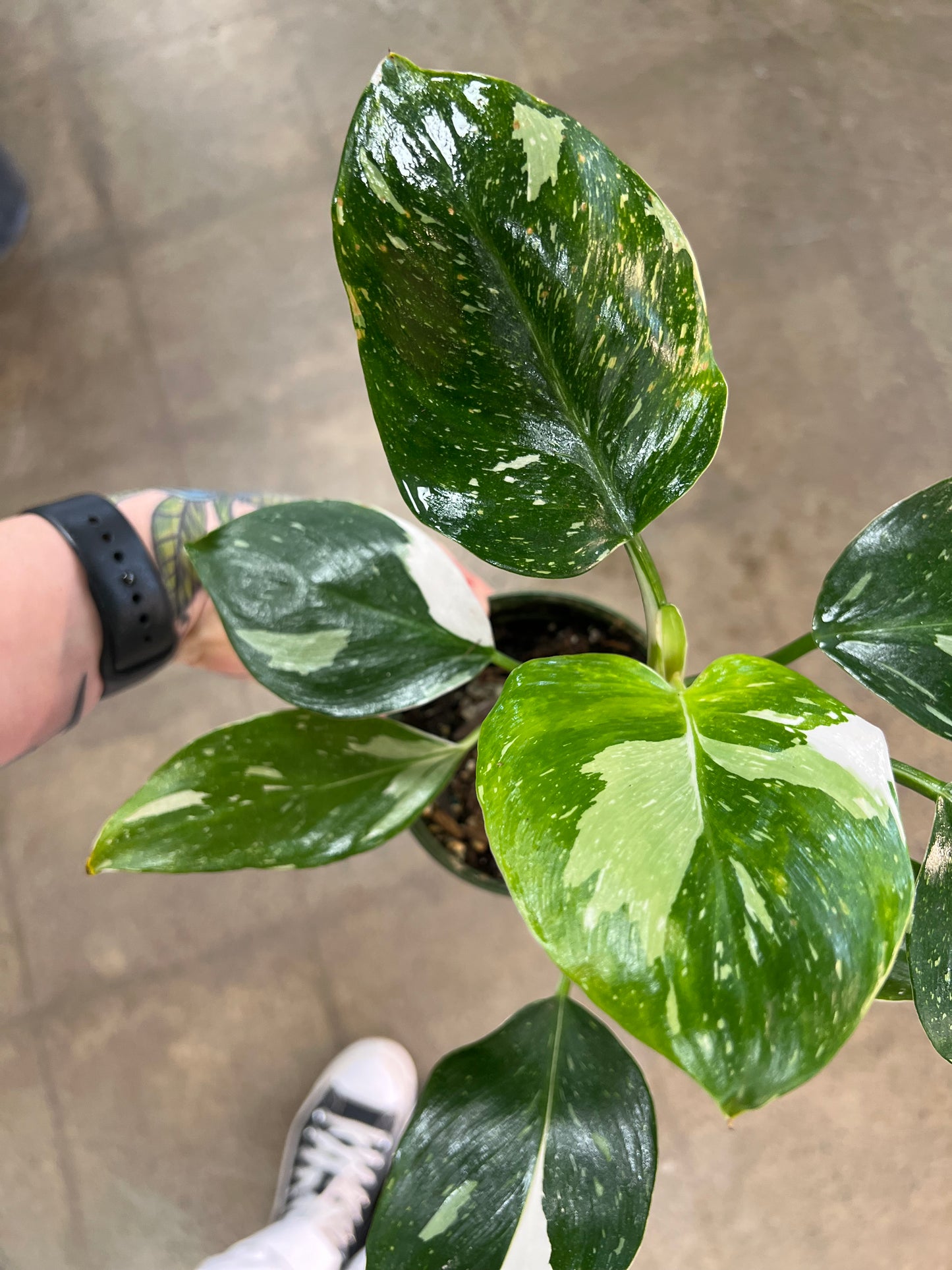 Philodendron White Wizard