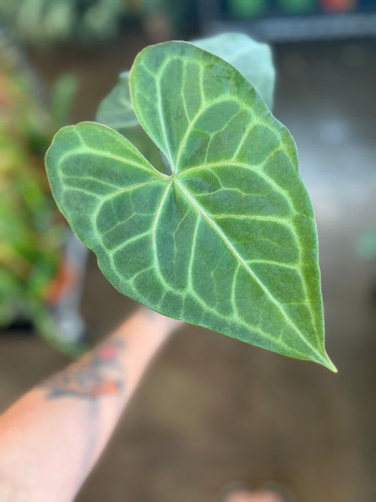 Anthurium Ptérodactyle