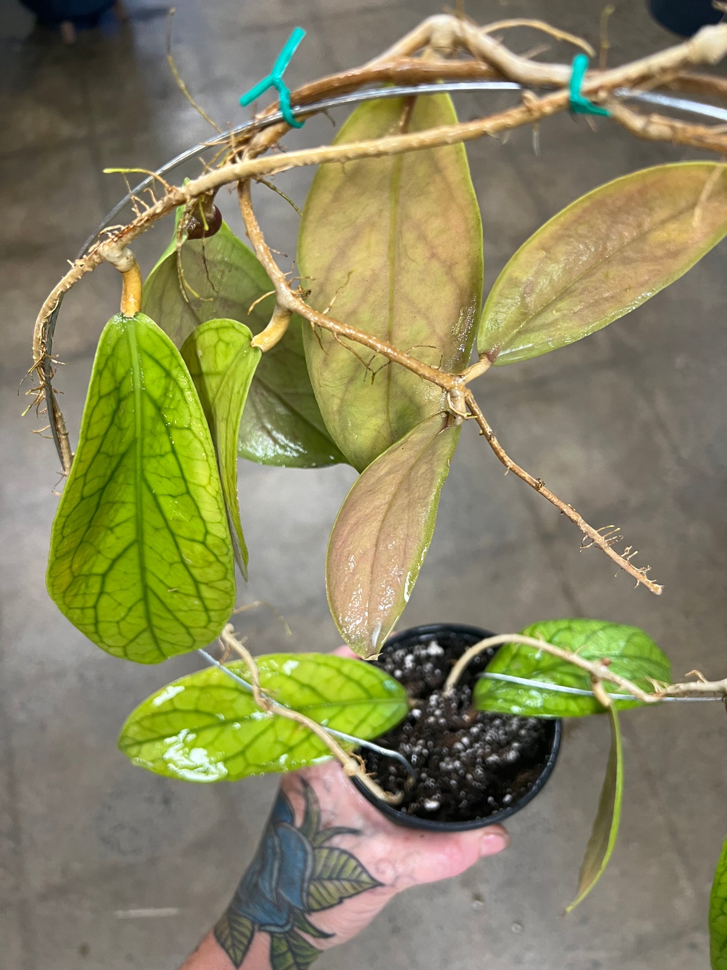 Hoya Vitellinoides