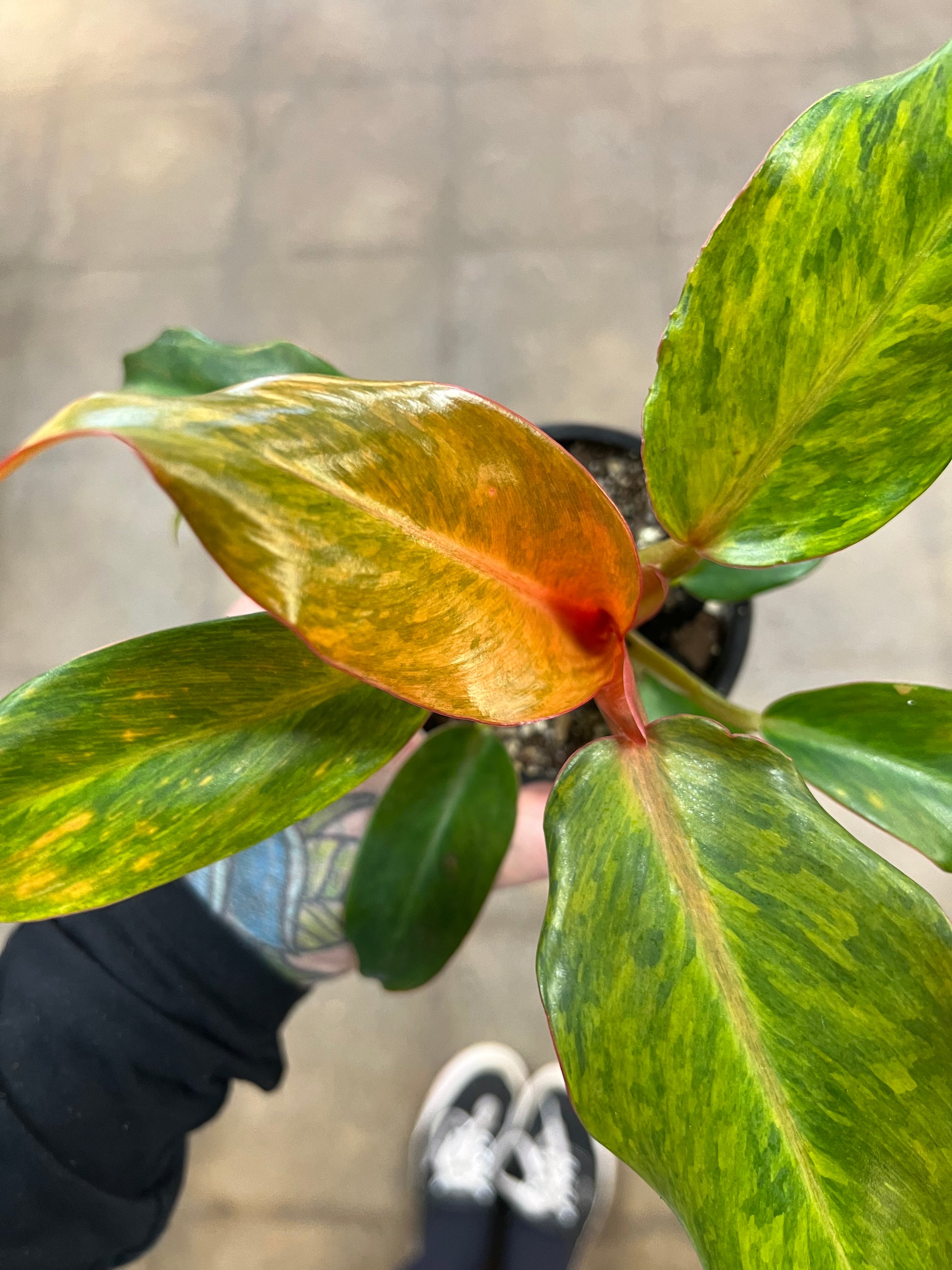 philodendron quad color Philodendron Quad Color