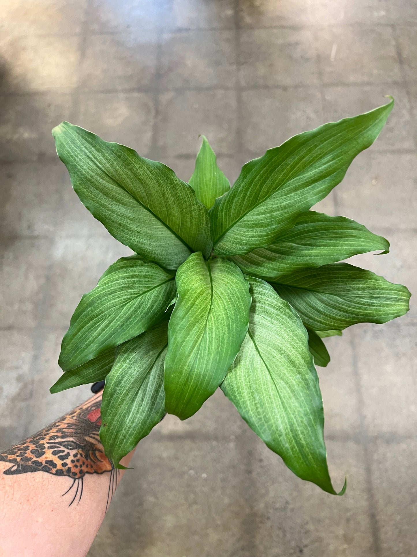 Spathiphyllum Platinum Mist