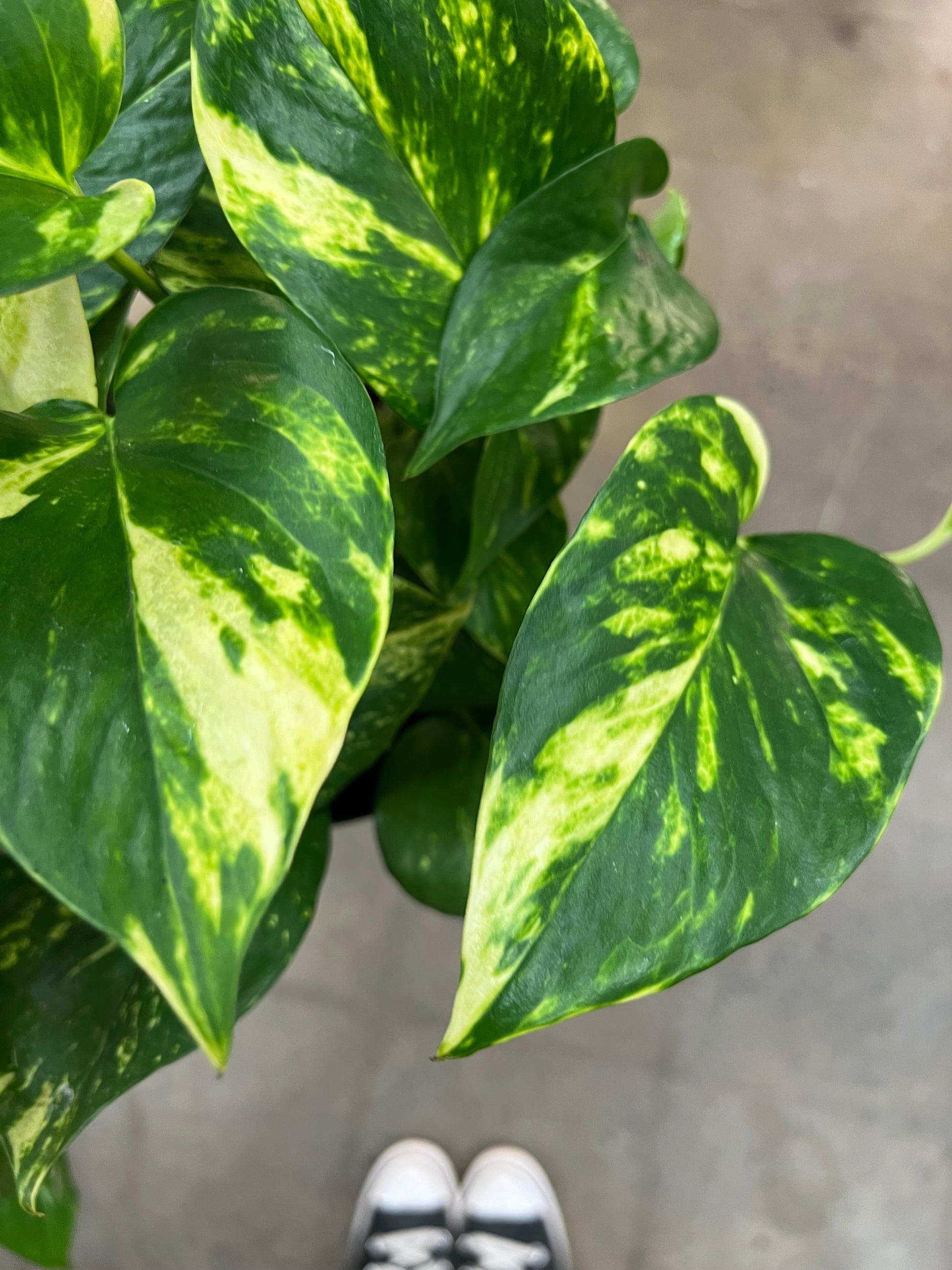 pothos doré Pothos Doré – jungleroseinc