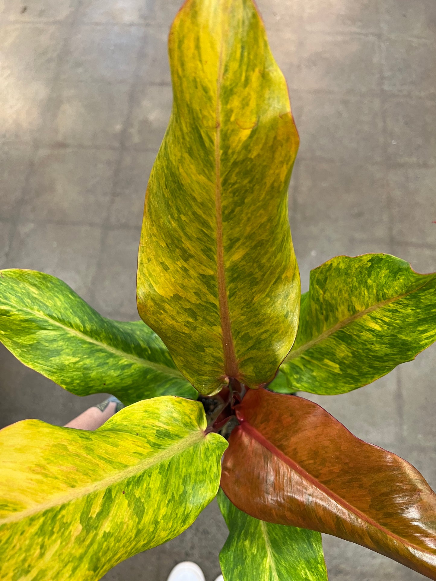 Philodendron Orange Marmelade