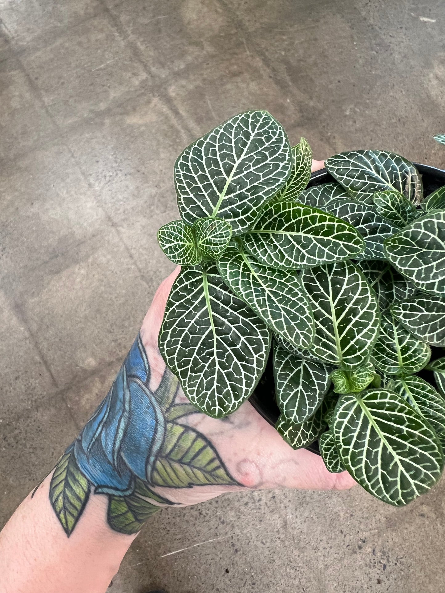 Fittonia Asst.