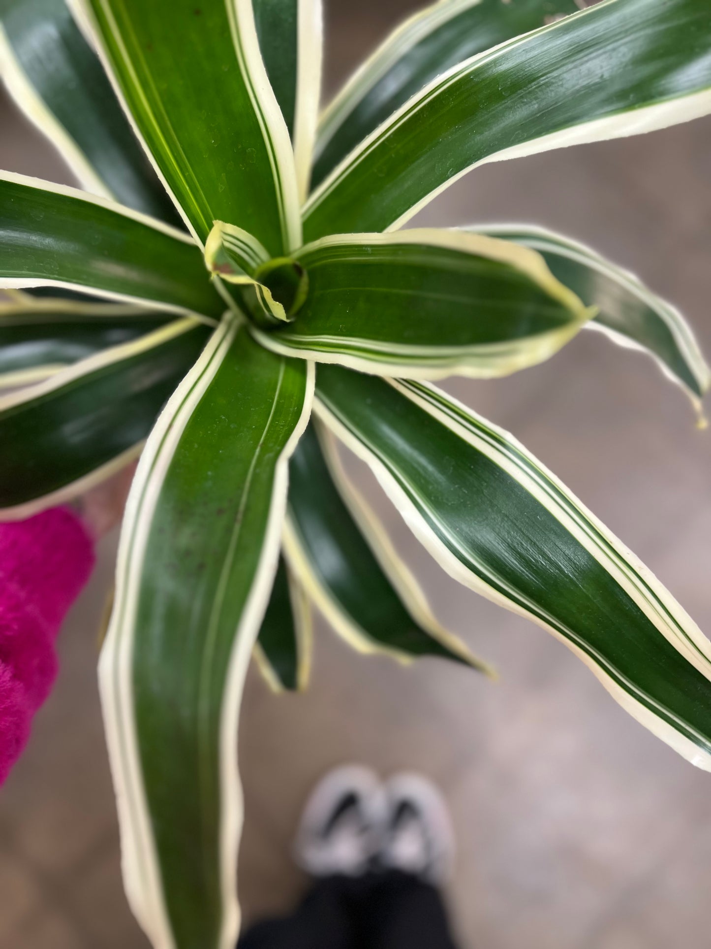 Bromelia Neoregelia Raphael