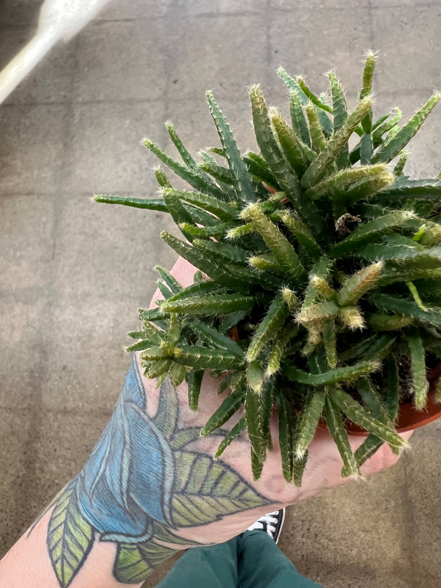 Rhipsalis Asst.