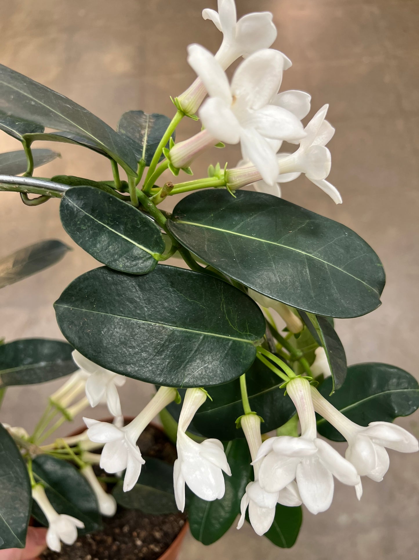 Stephanotis