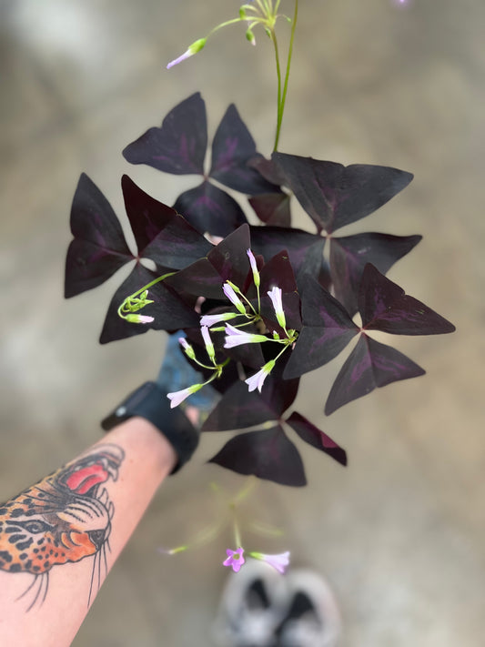 Oxalis Shamrock Rouge