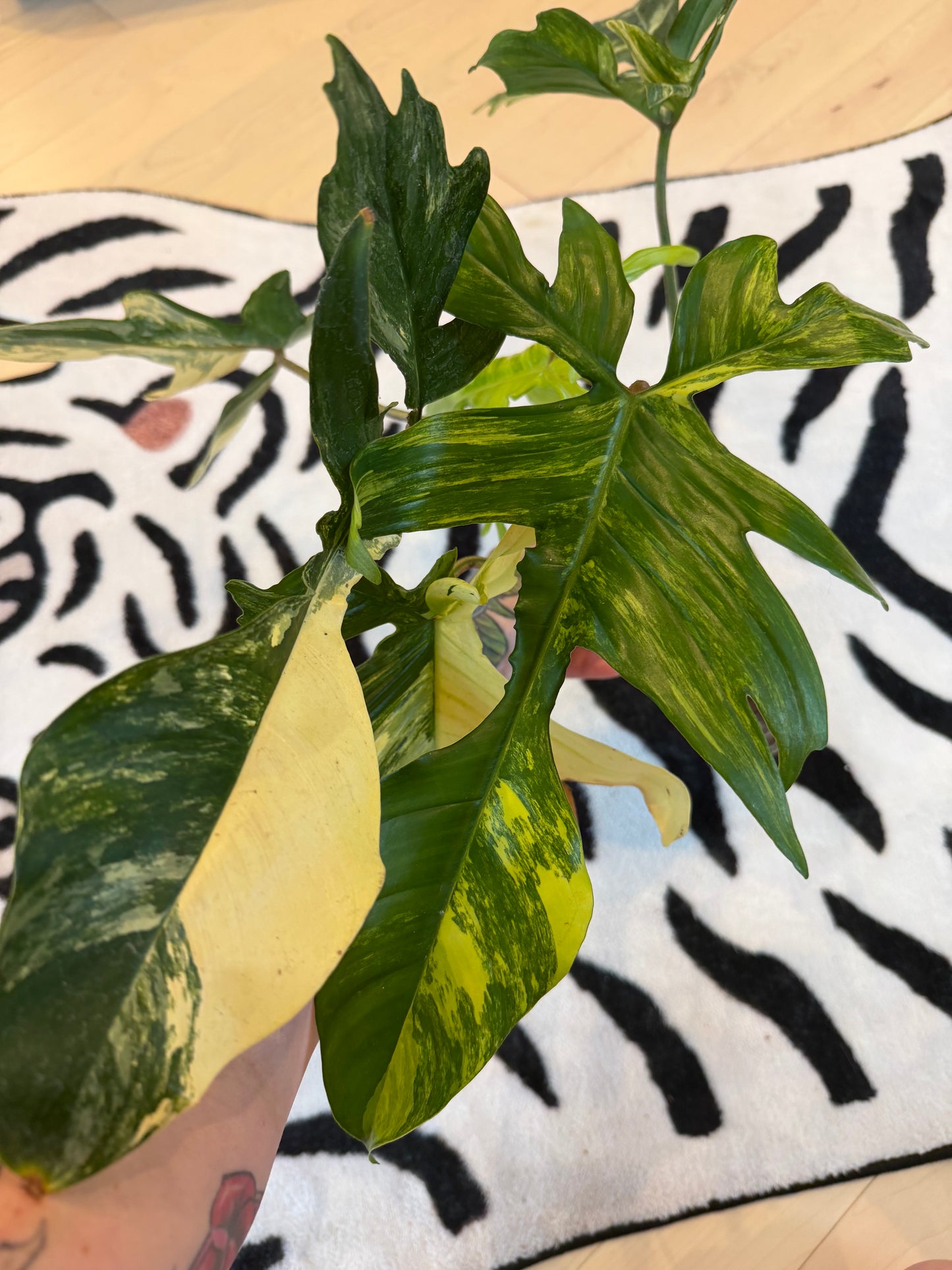 Philodendron Florida Beauty Variegated Large #2