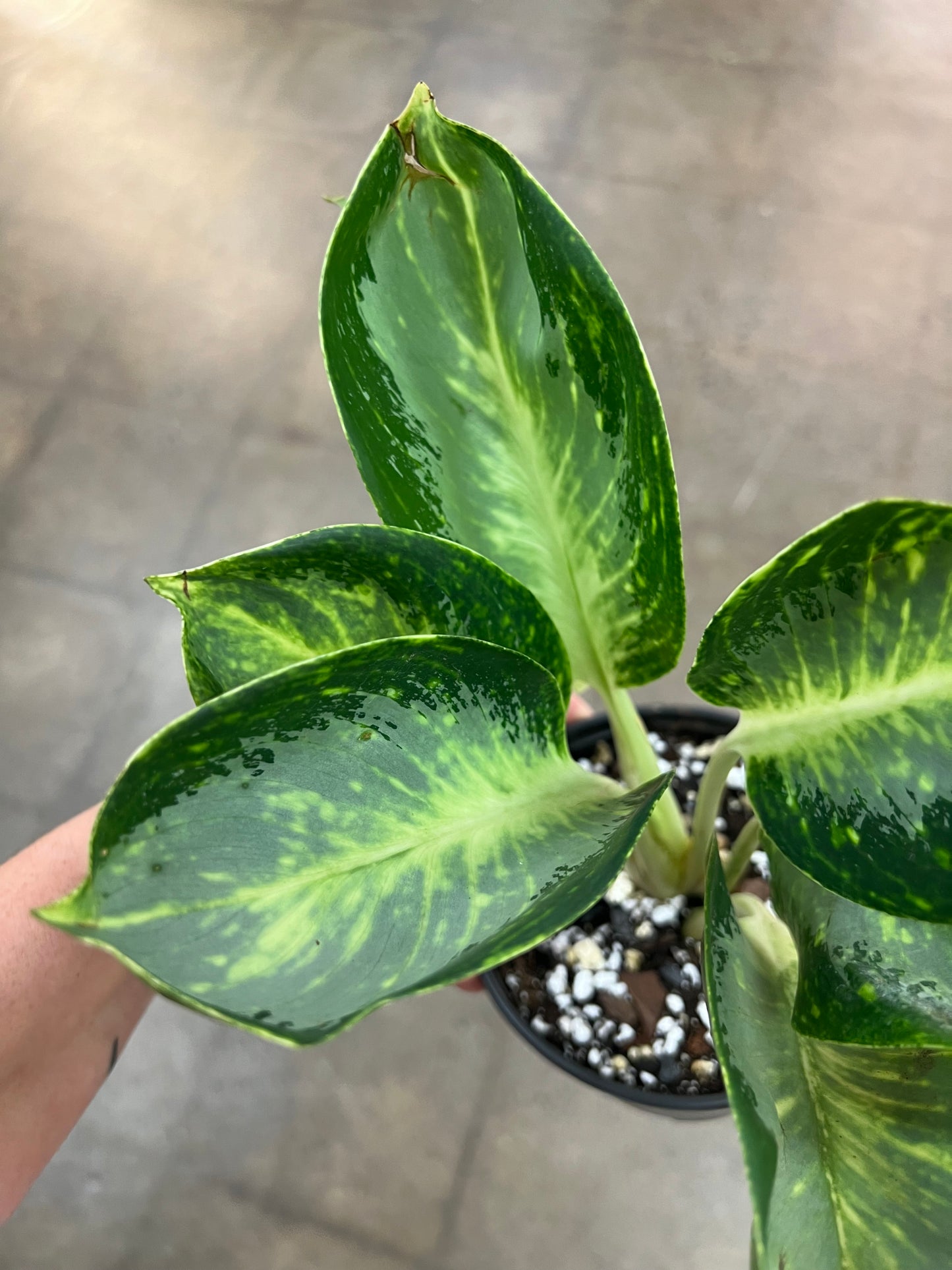 Aglaonema Green Bowl