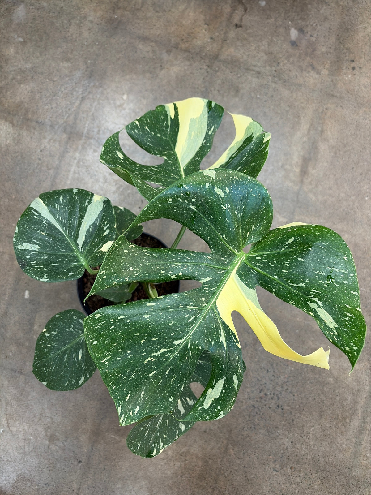 Monstera Thaï Constellation