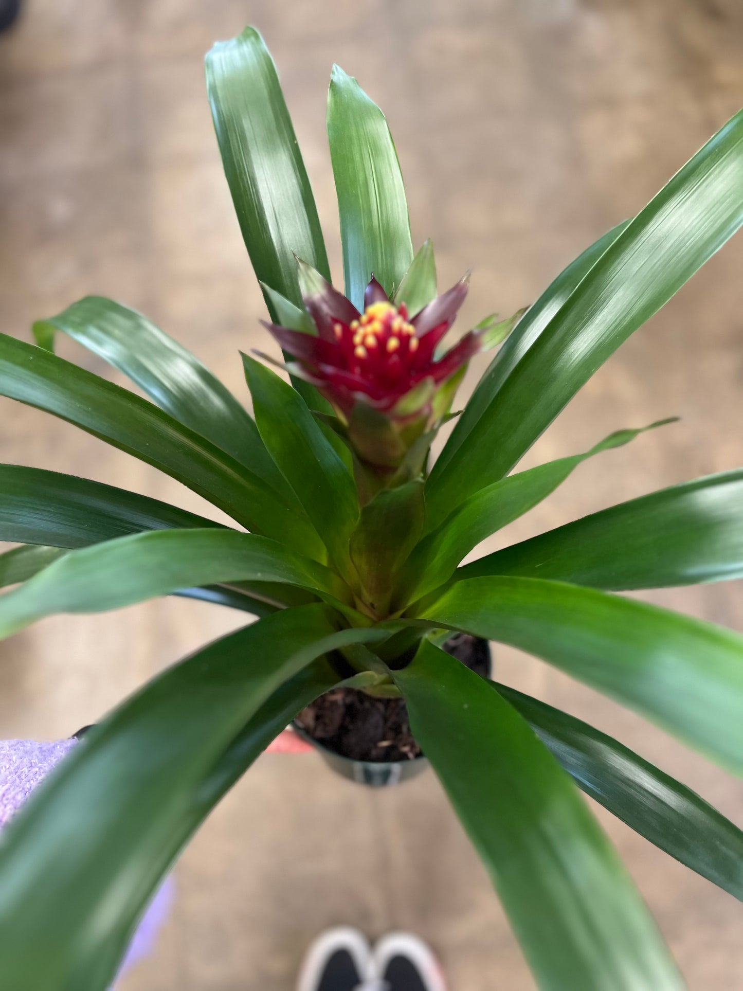 Broméliacé Guzmania