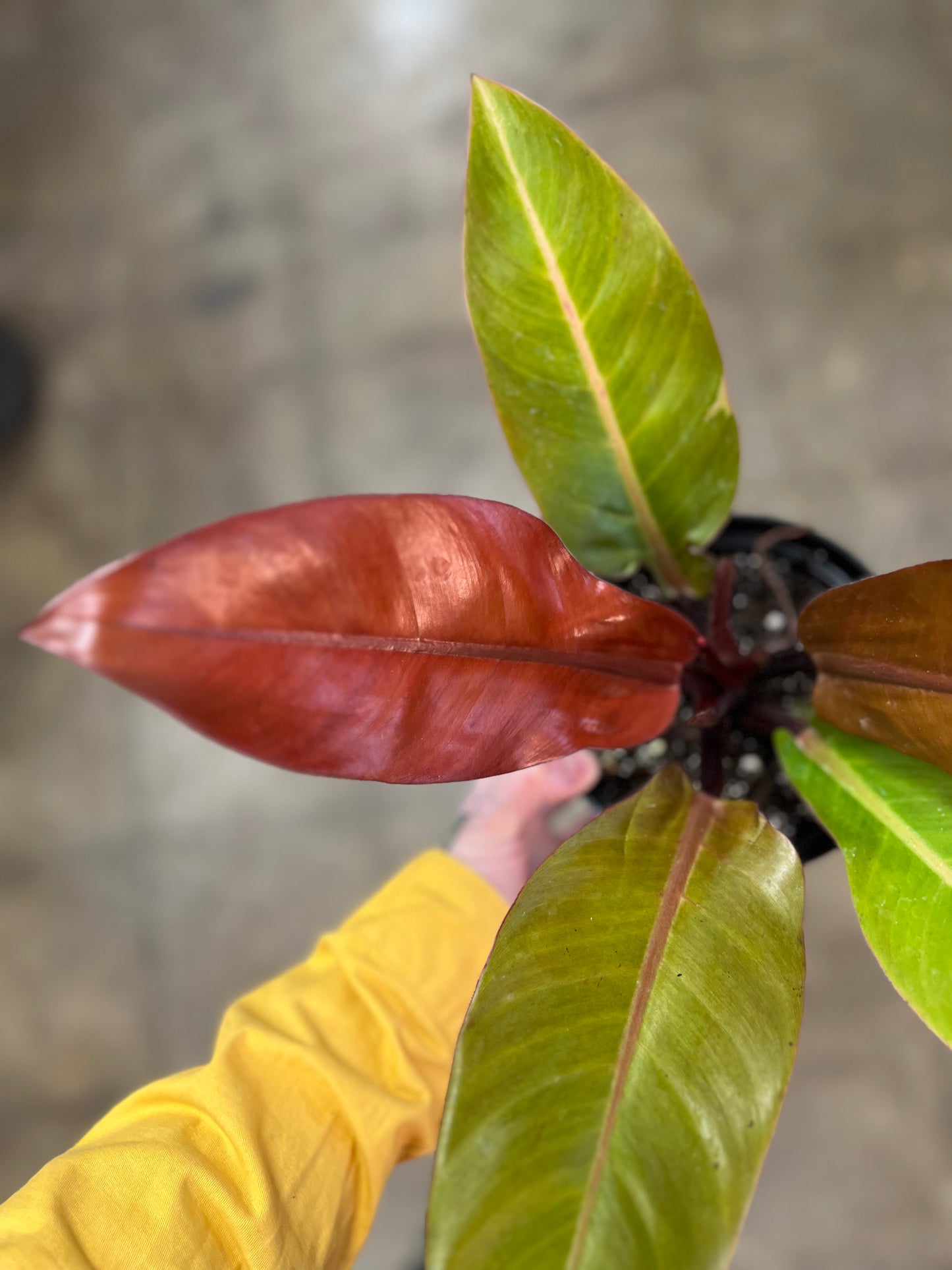 Philodendron Prince of Orange