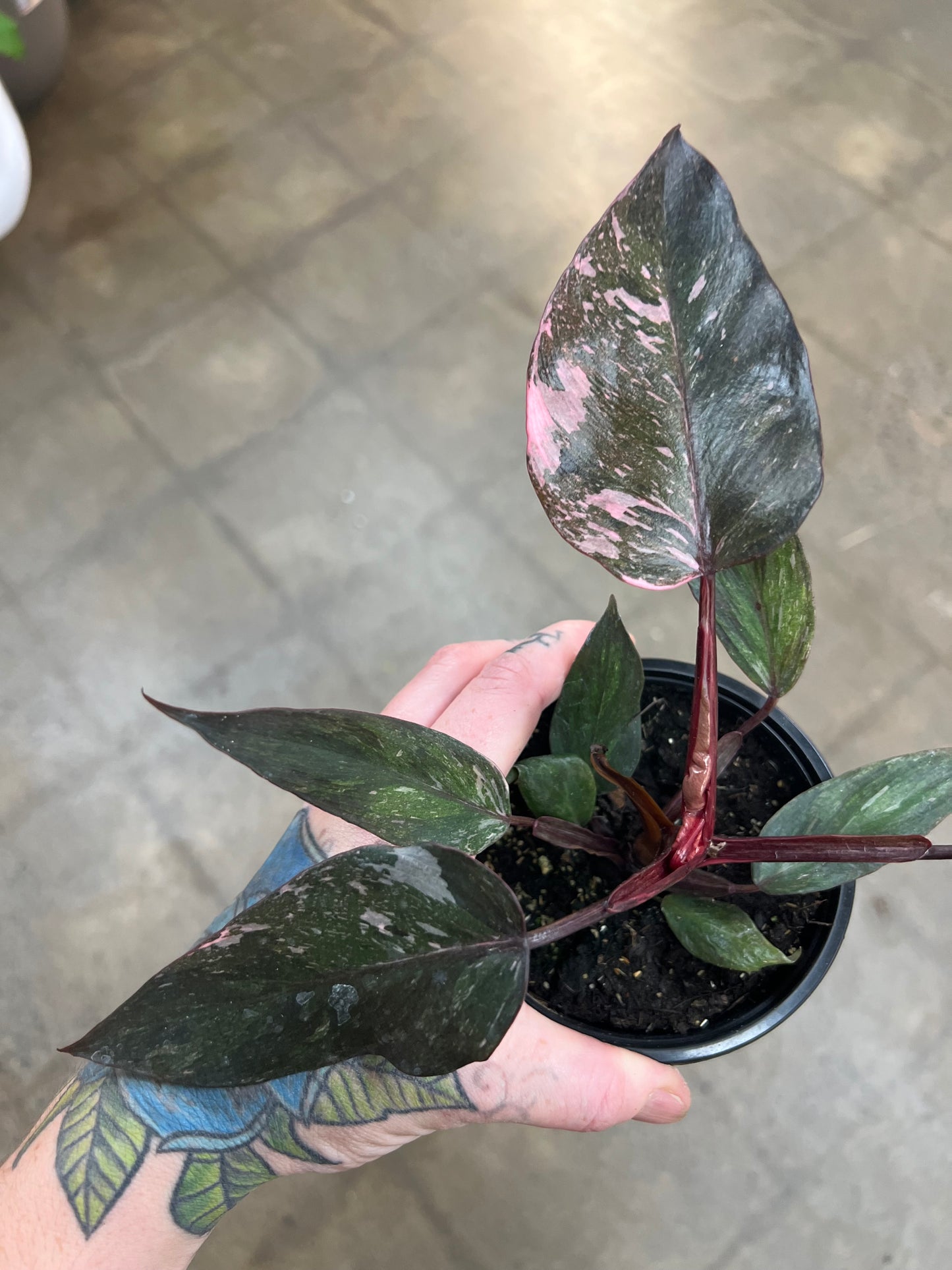 Philodendron Pink Princess