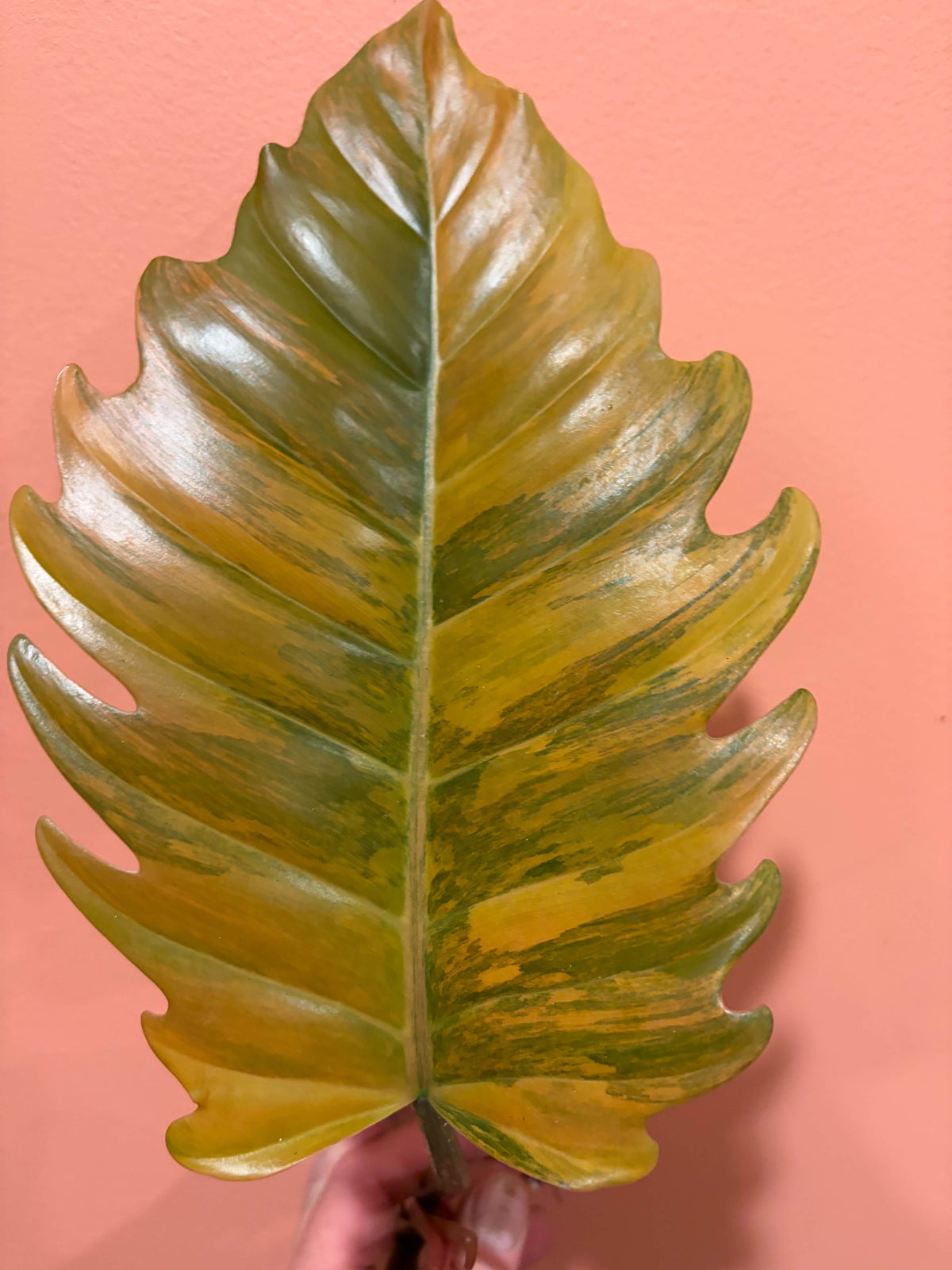 Philodendron Caramel Marble Variegated