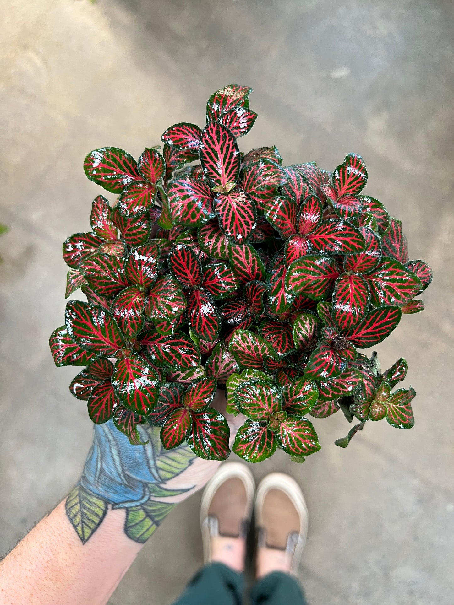 Fittonia Flammule