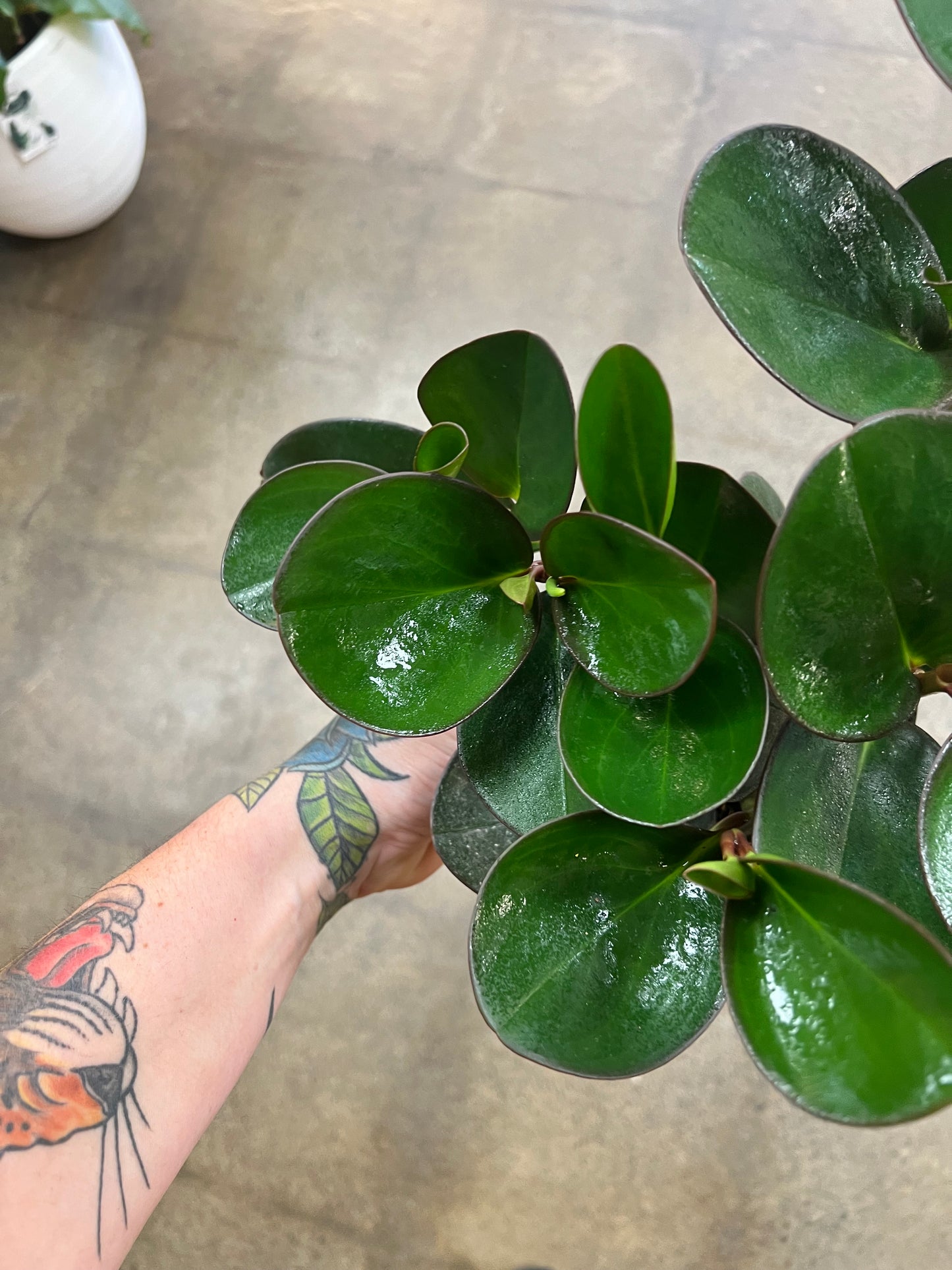 Peperomia Red Edge Green