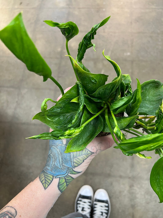 Epipremnum Aurea Shangri La