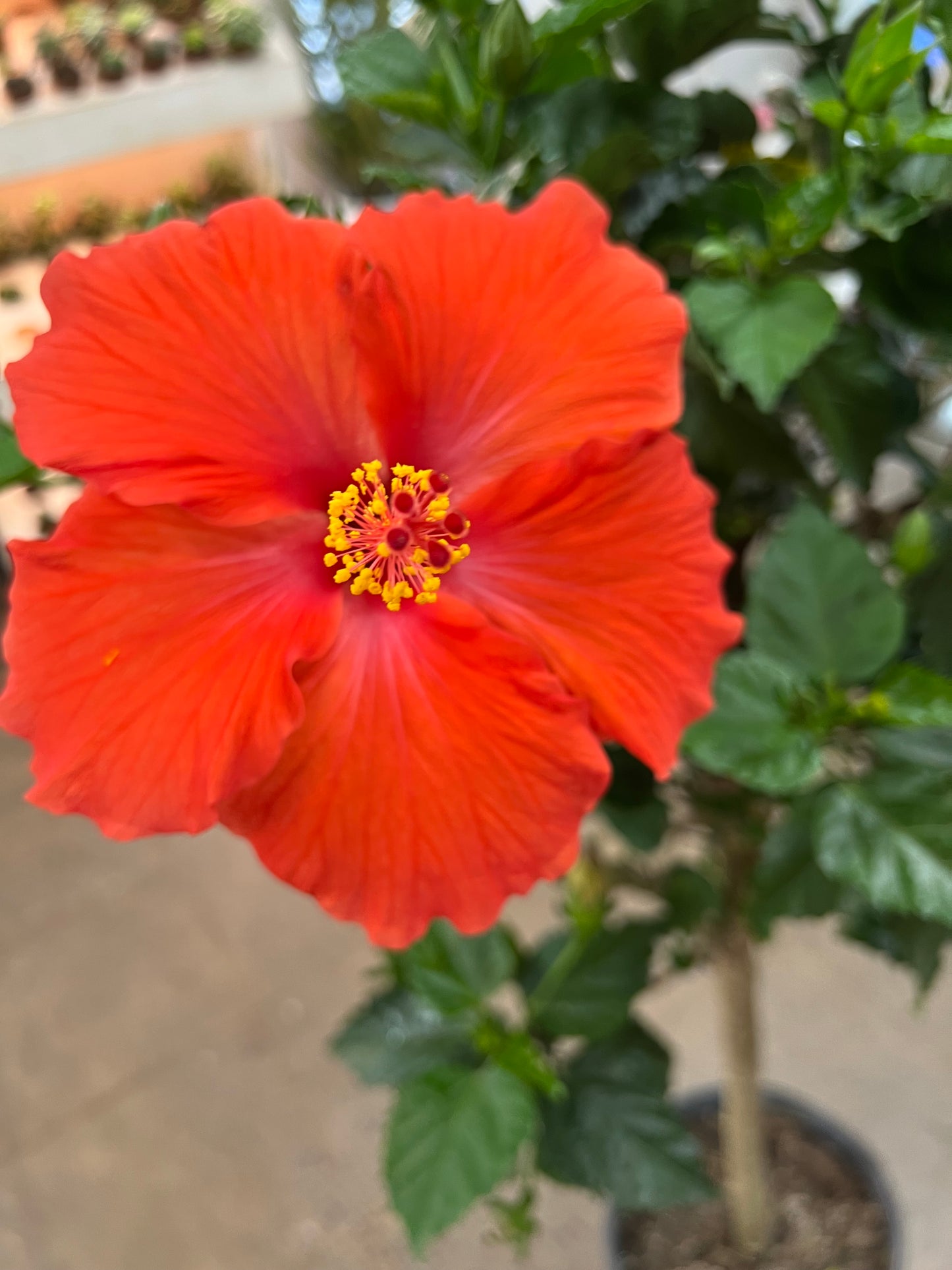 Hibiscus sur Tige