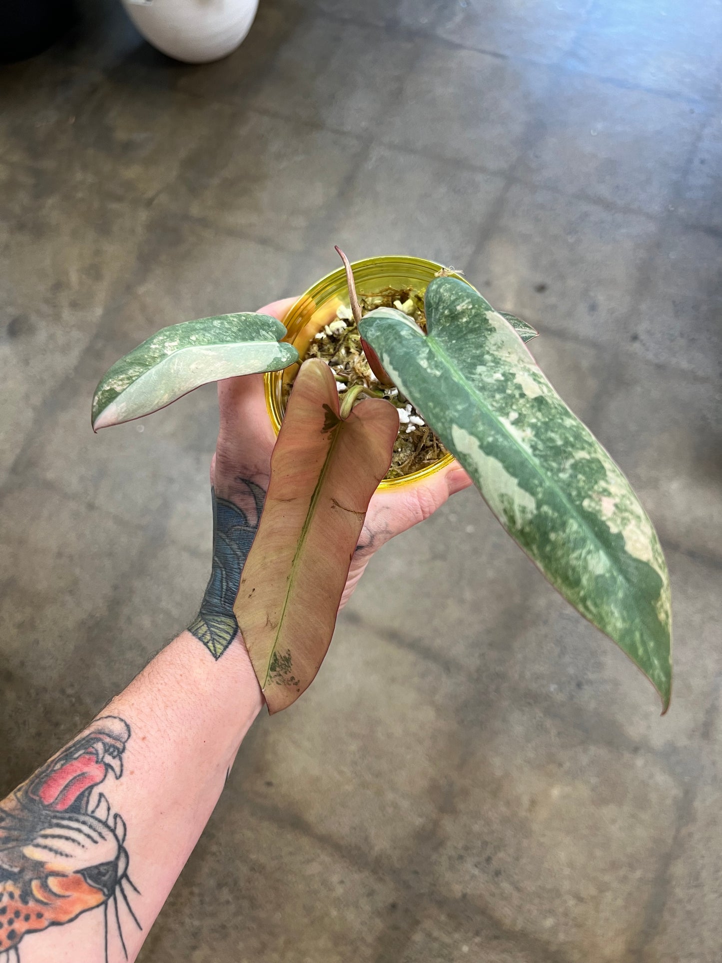 Philodendron Atabapoense Pink Variegated