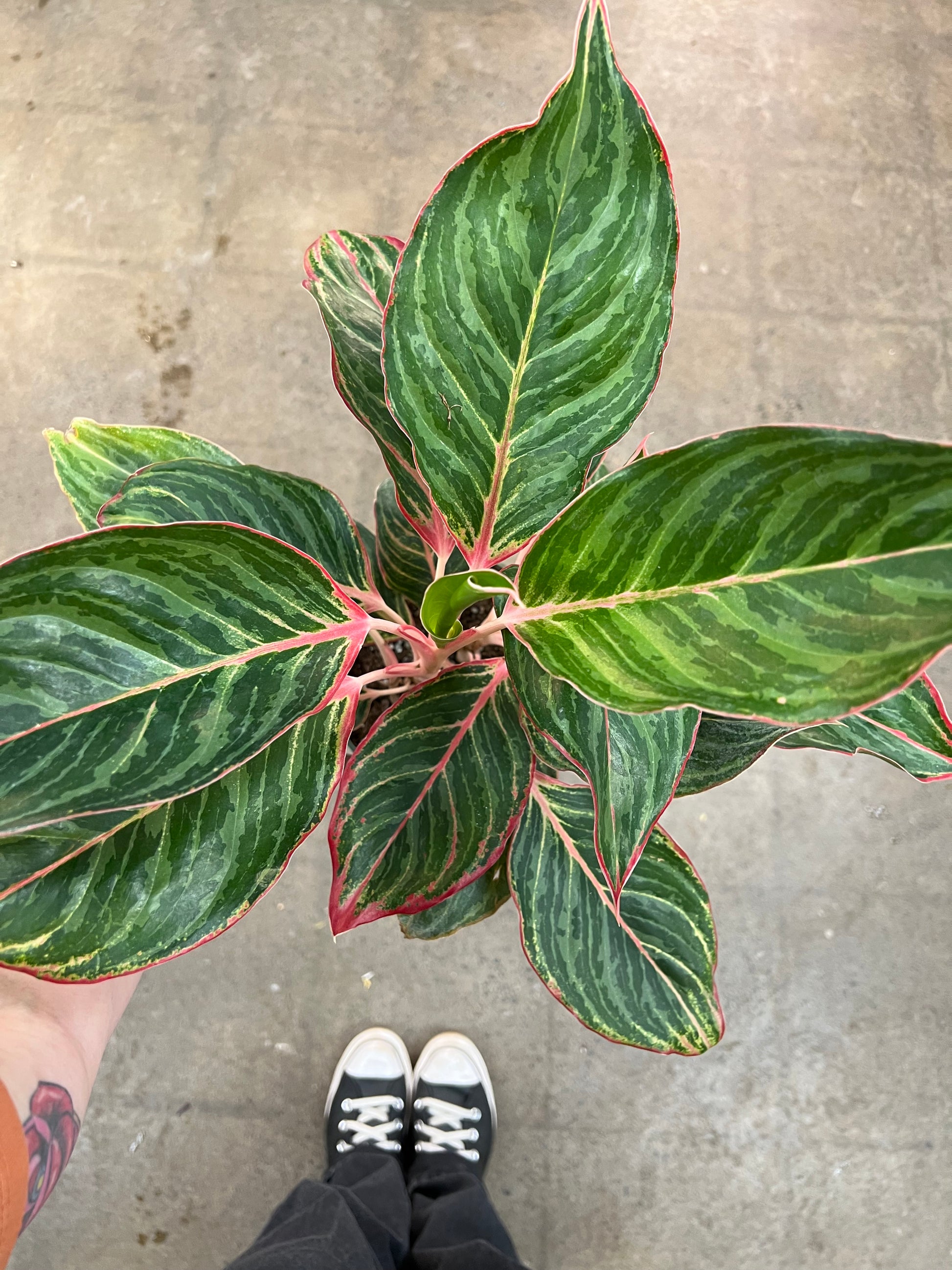 aglaonema moonstone miles Aglaonema Moonstone Miles – jungleroseinc