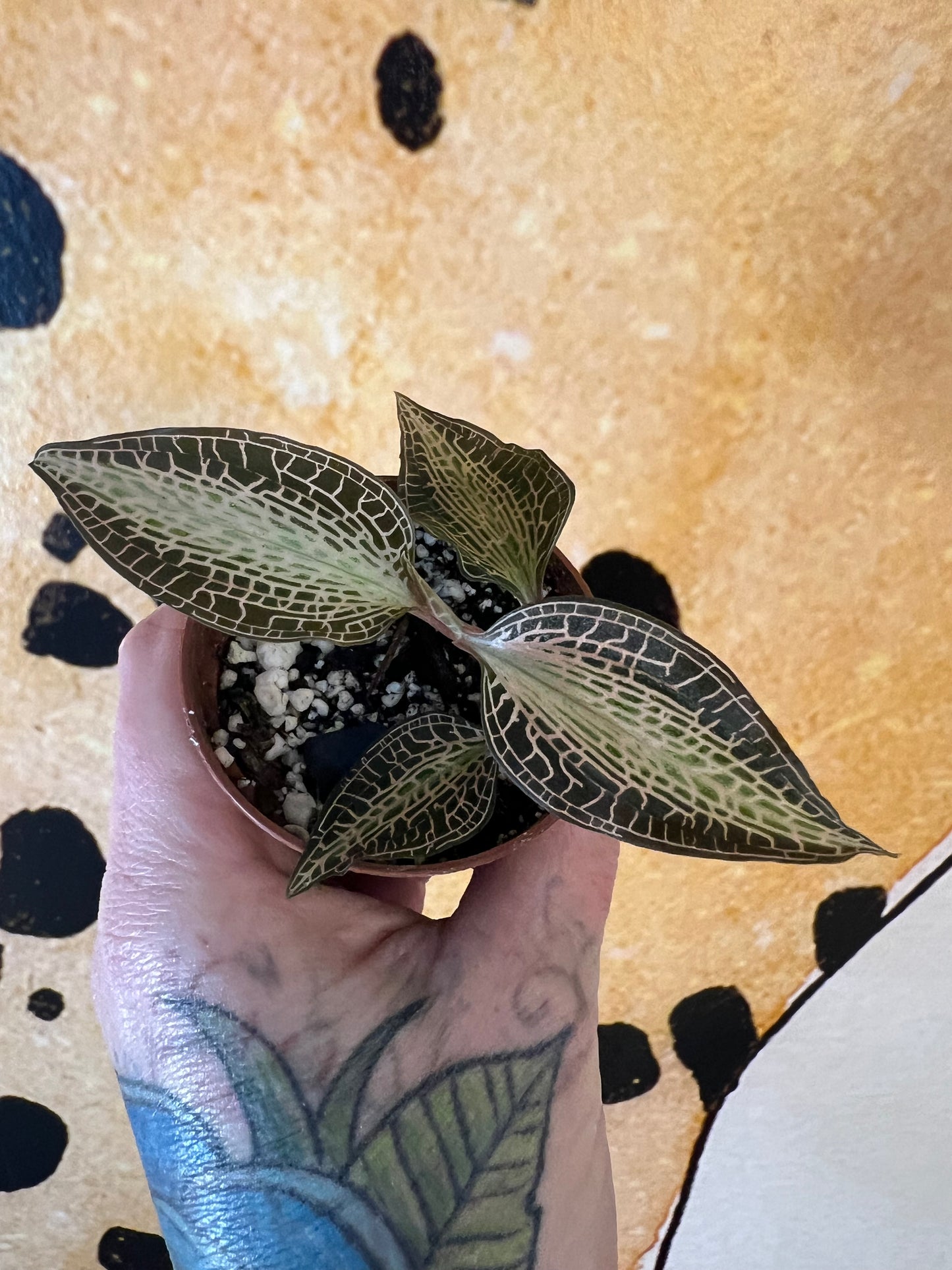 Jewel Orchid Goodyera Rostellata