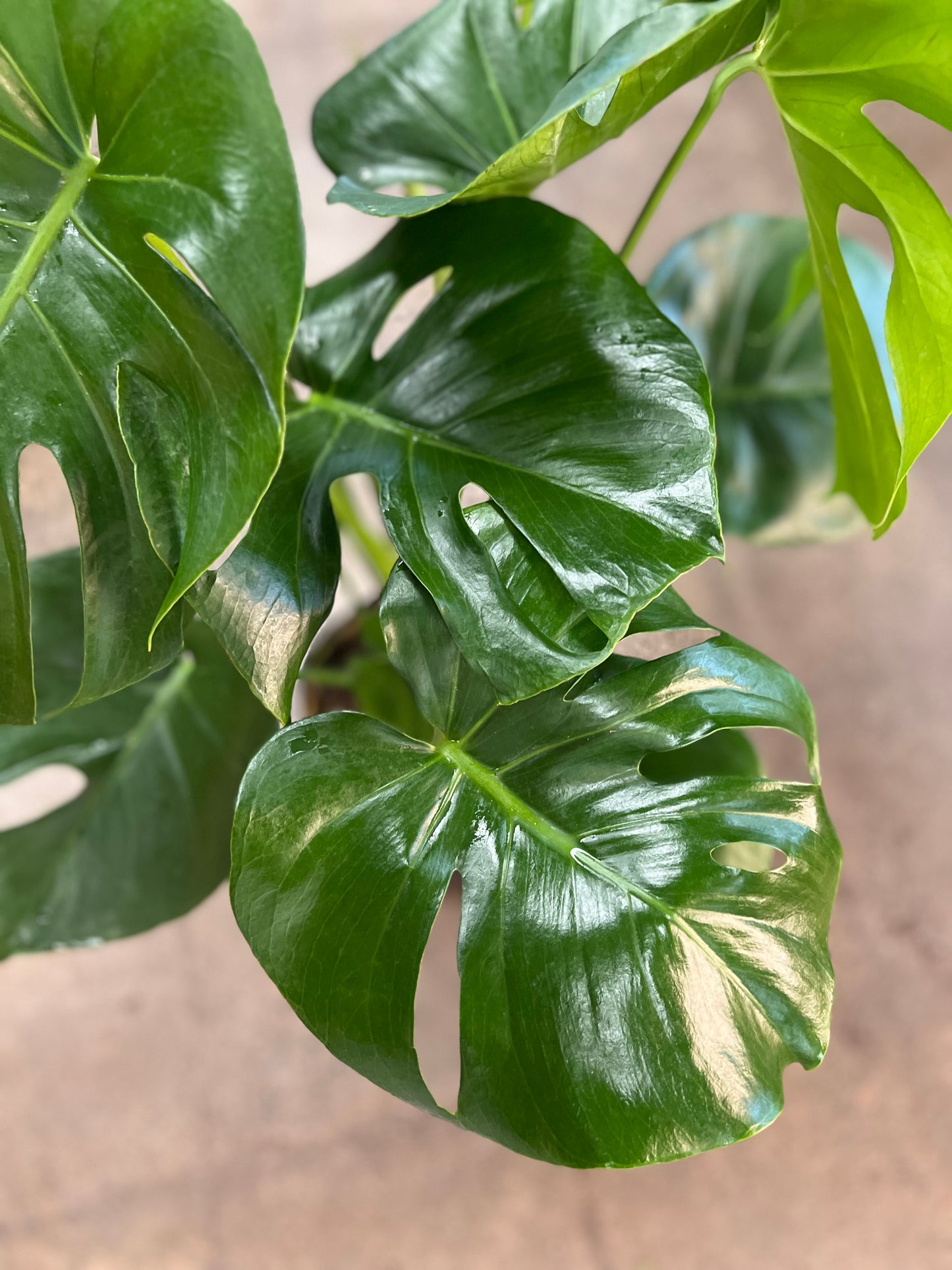 Monstera Deliciosa