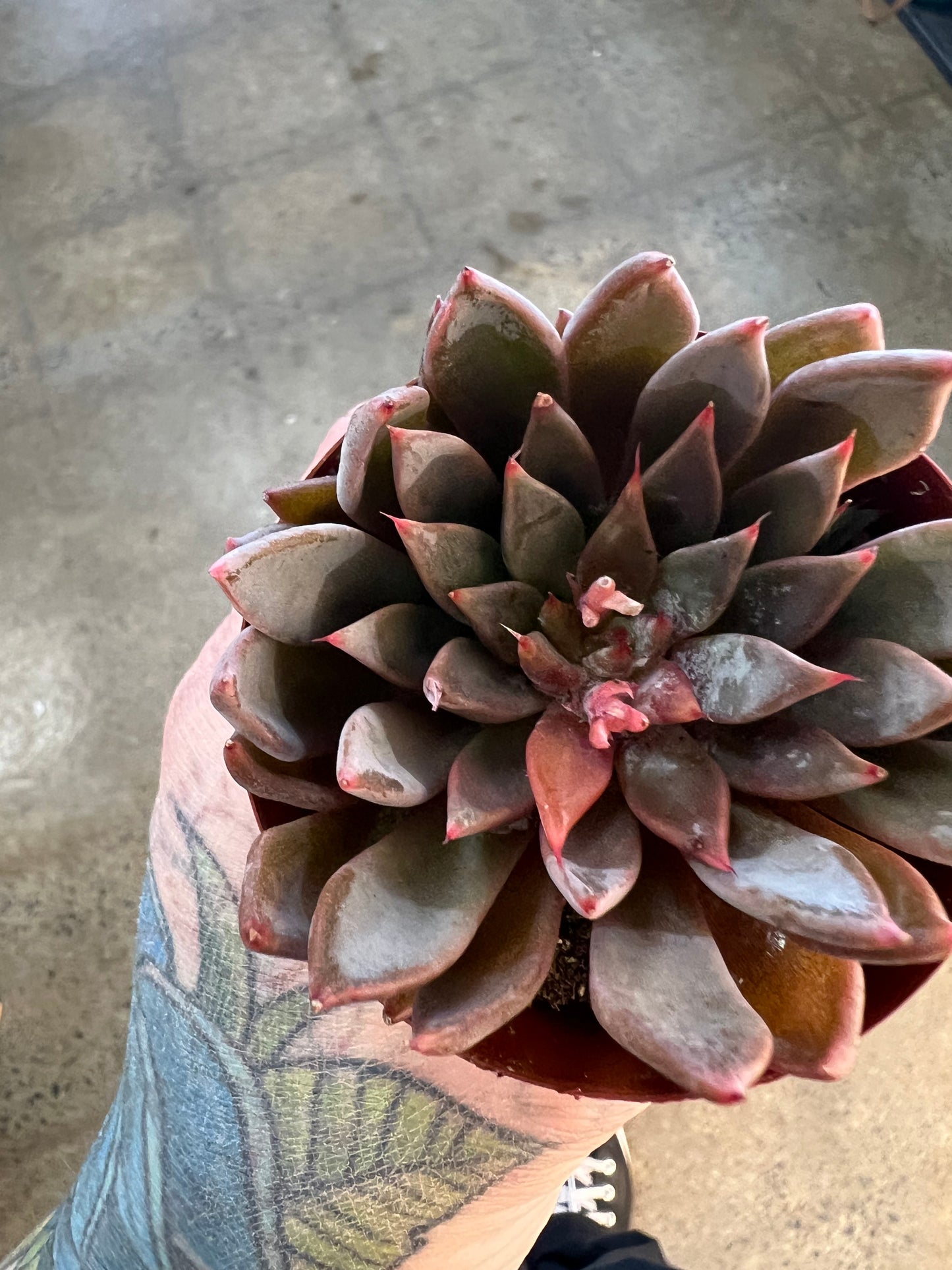 Echeveria Barca