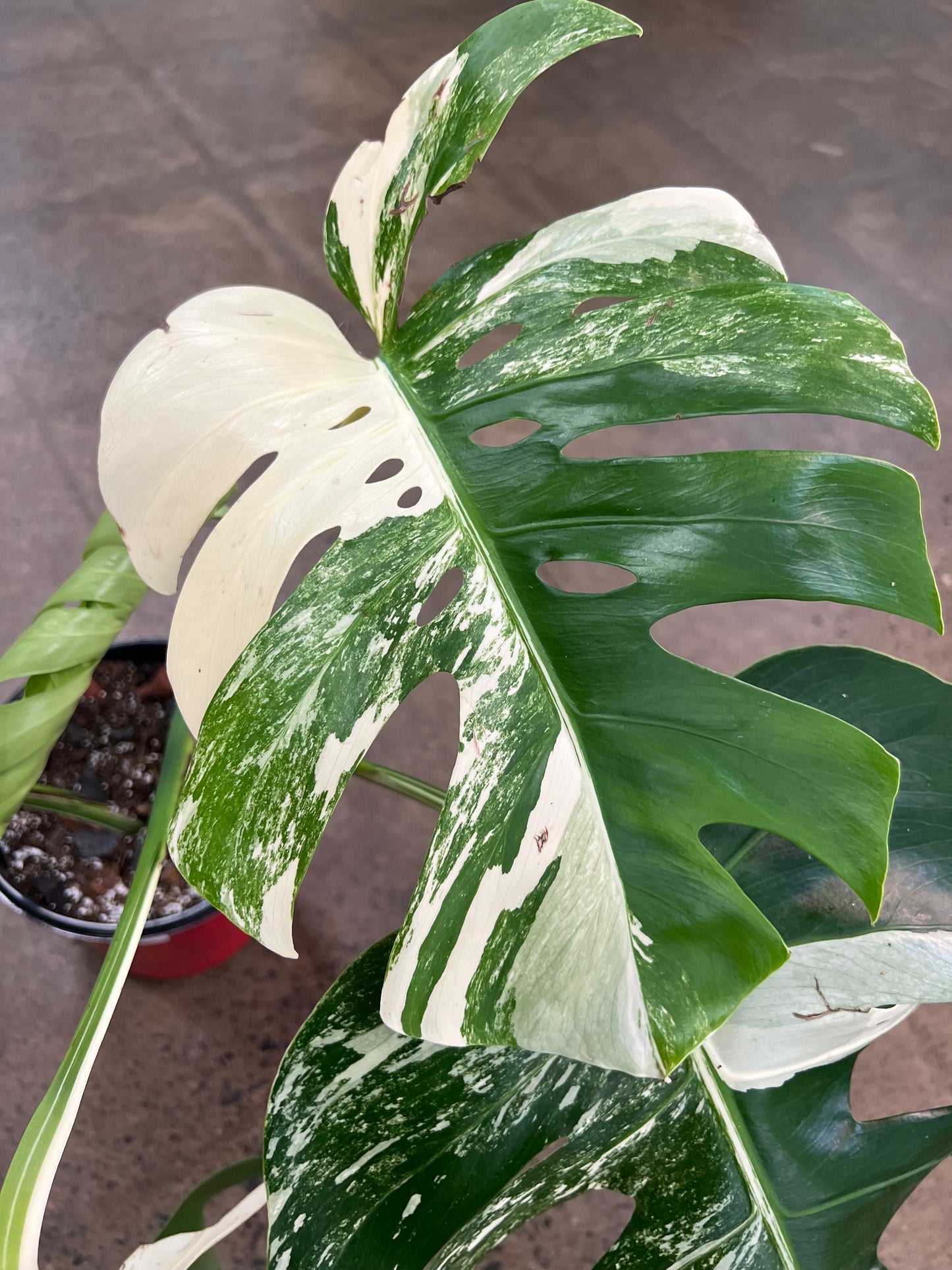 Monstera Albo #20