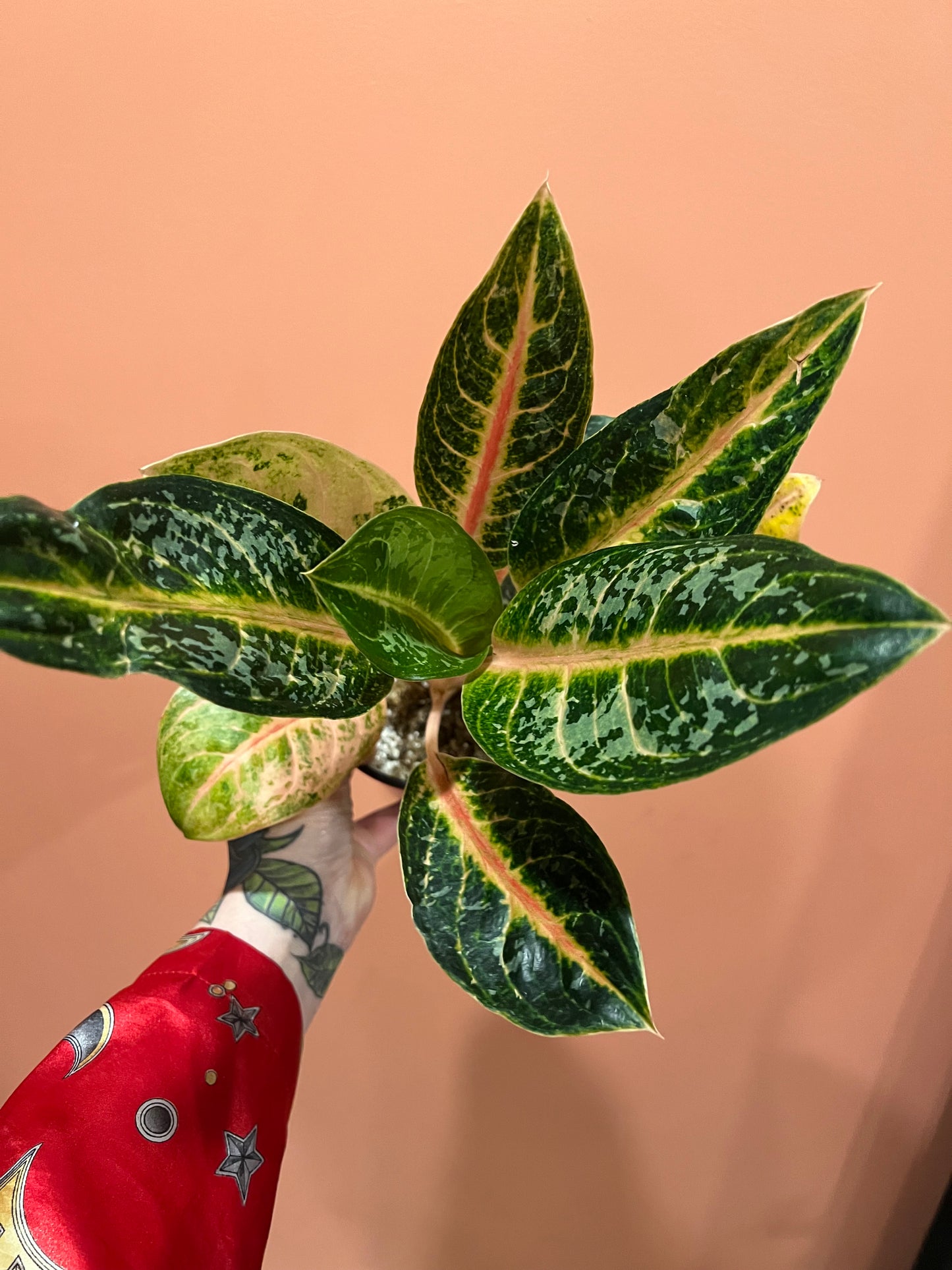 Aglaonema Gajah Mada