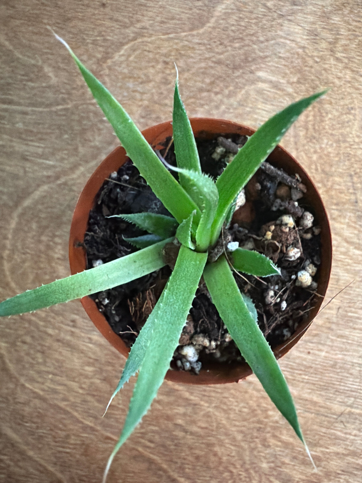 Aloes Aristata Zambezi