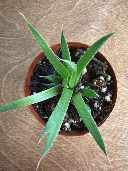 Aloe Aristata Zambezi