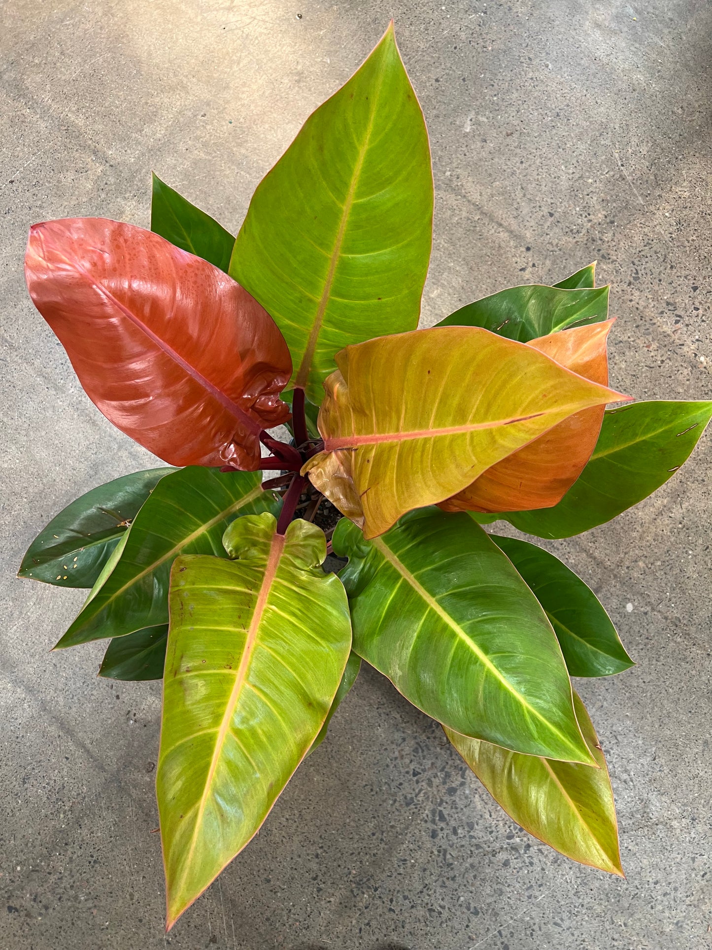 Philodendron Prince Of Orange