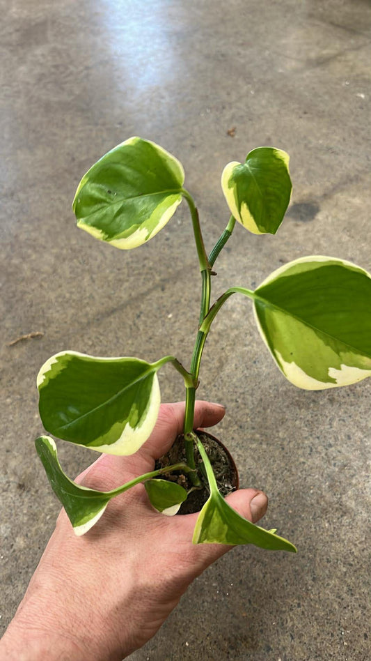 Pothos Manjula Poonsin #5