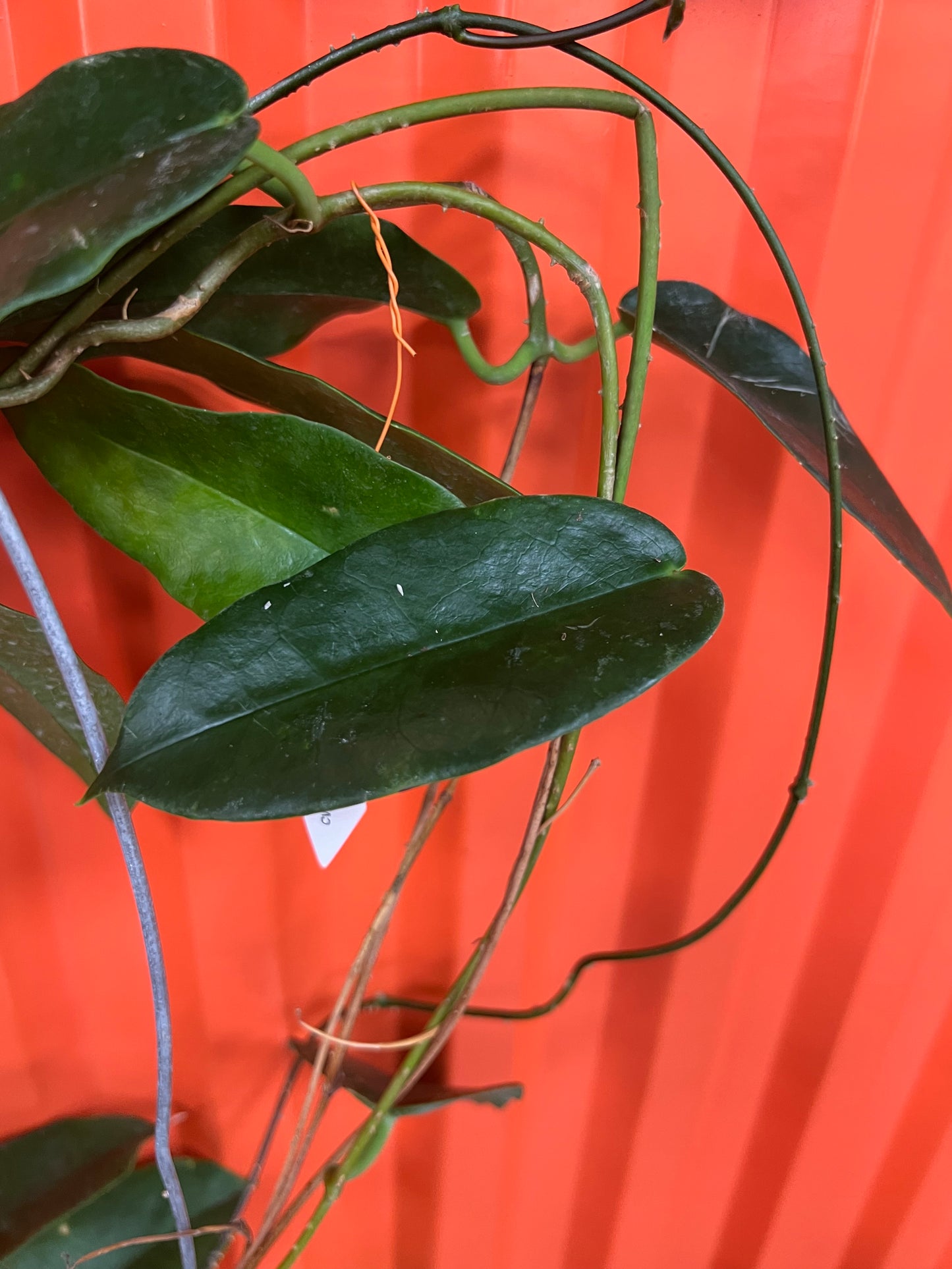 Hoya CV. Kaimuki