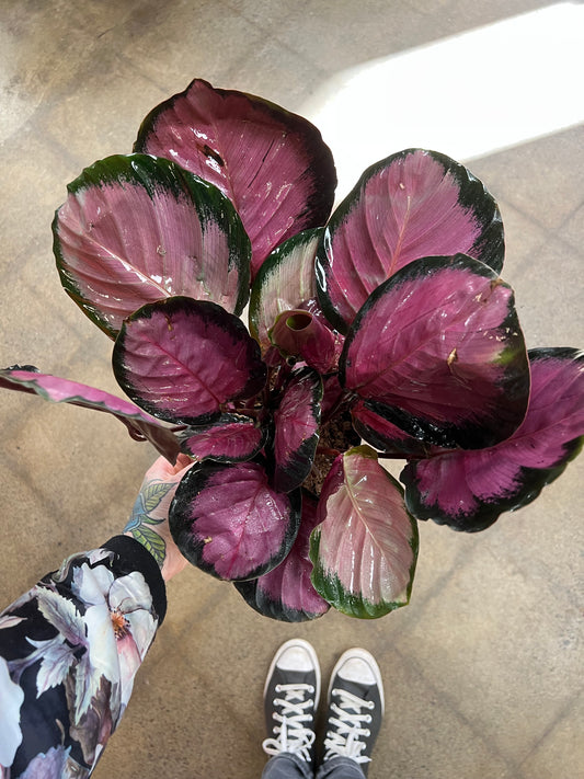 Calathea Purple Rose