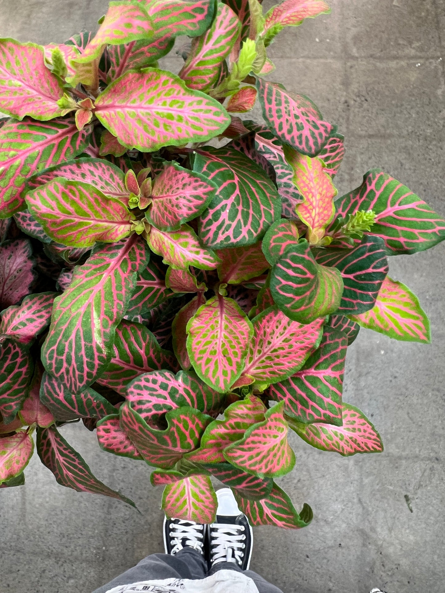 Fittonia Mistral