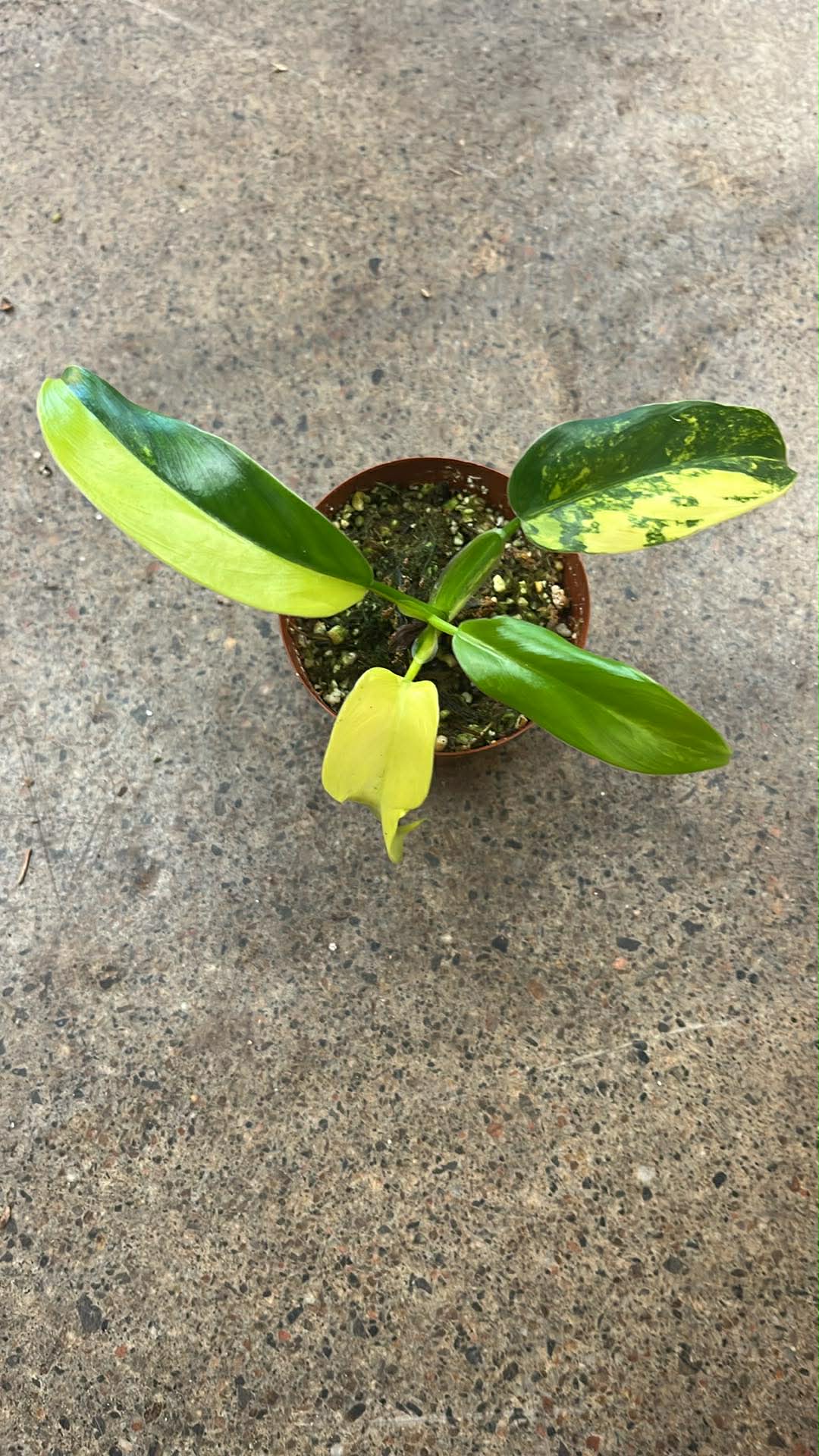 Philodendron Bipennifolium Variegated #7