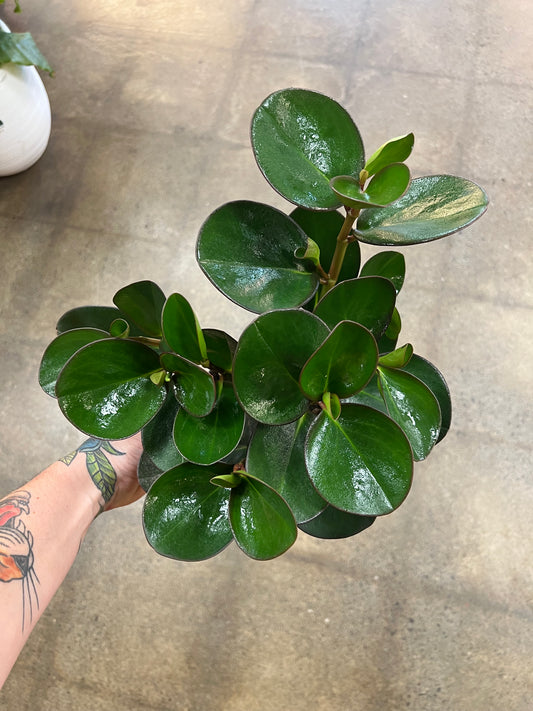 Peperomia Red Edge Green