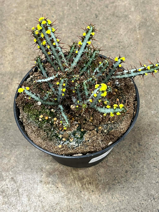 Euphorbia Aeruginosa