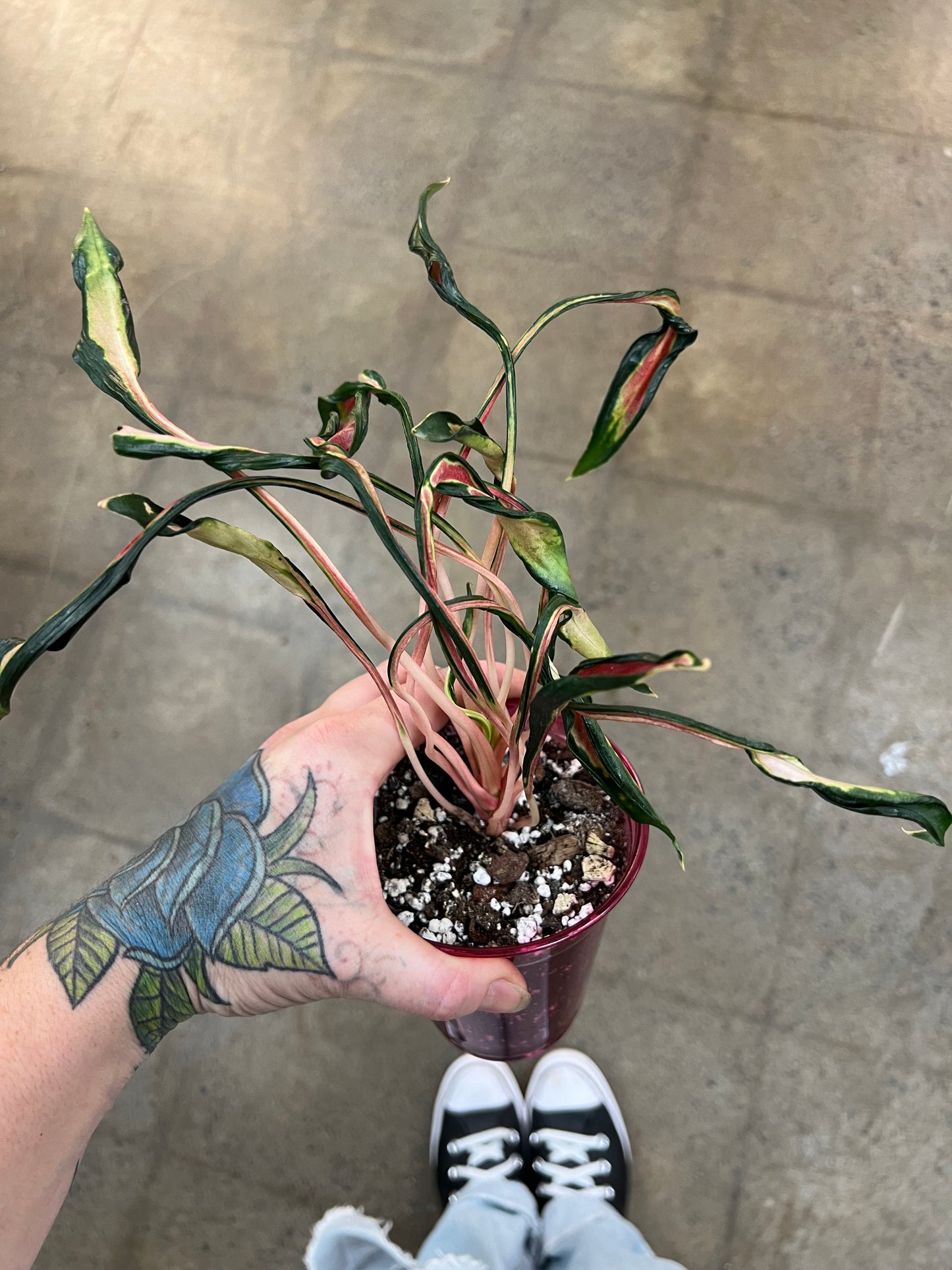 Aglaonema Squid