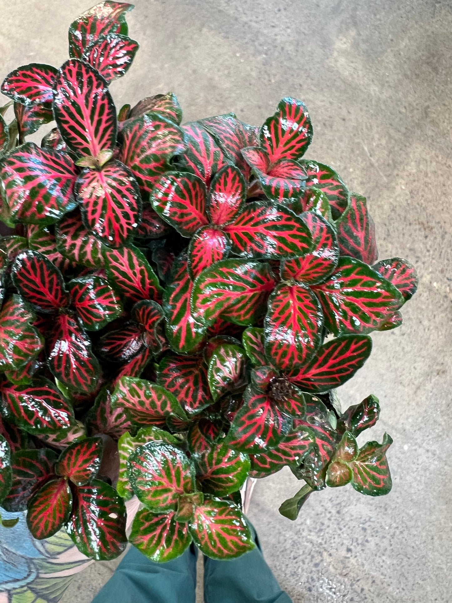 Fittonia Flammule