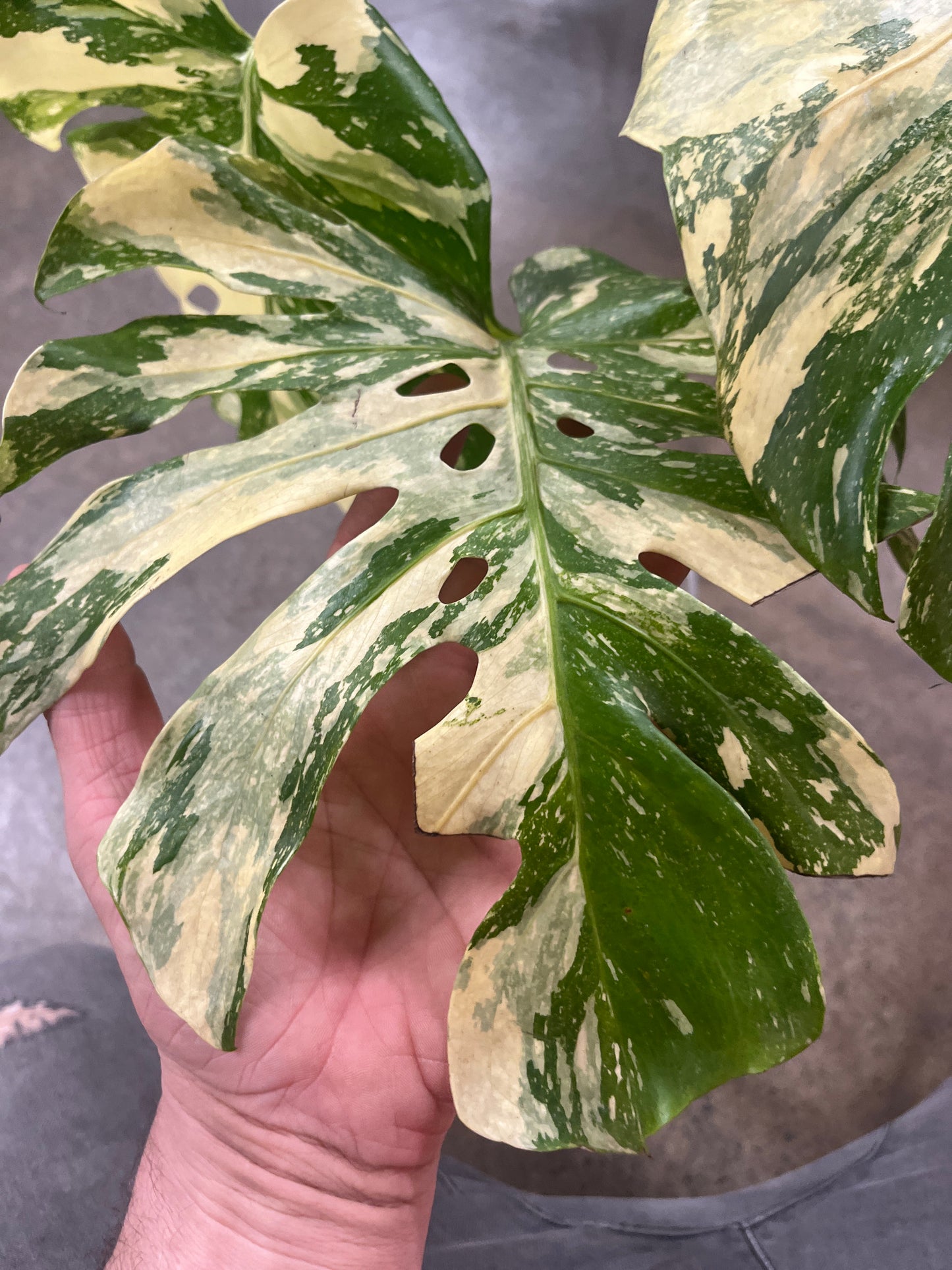 Monstera Crème Brulée