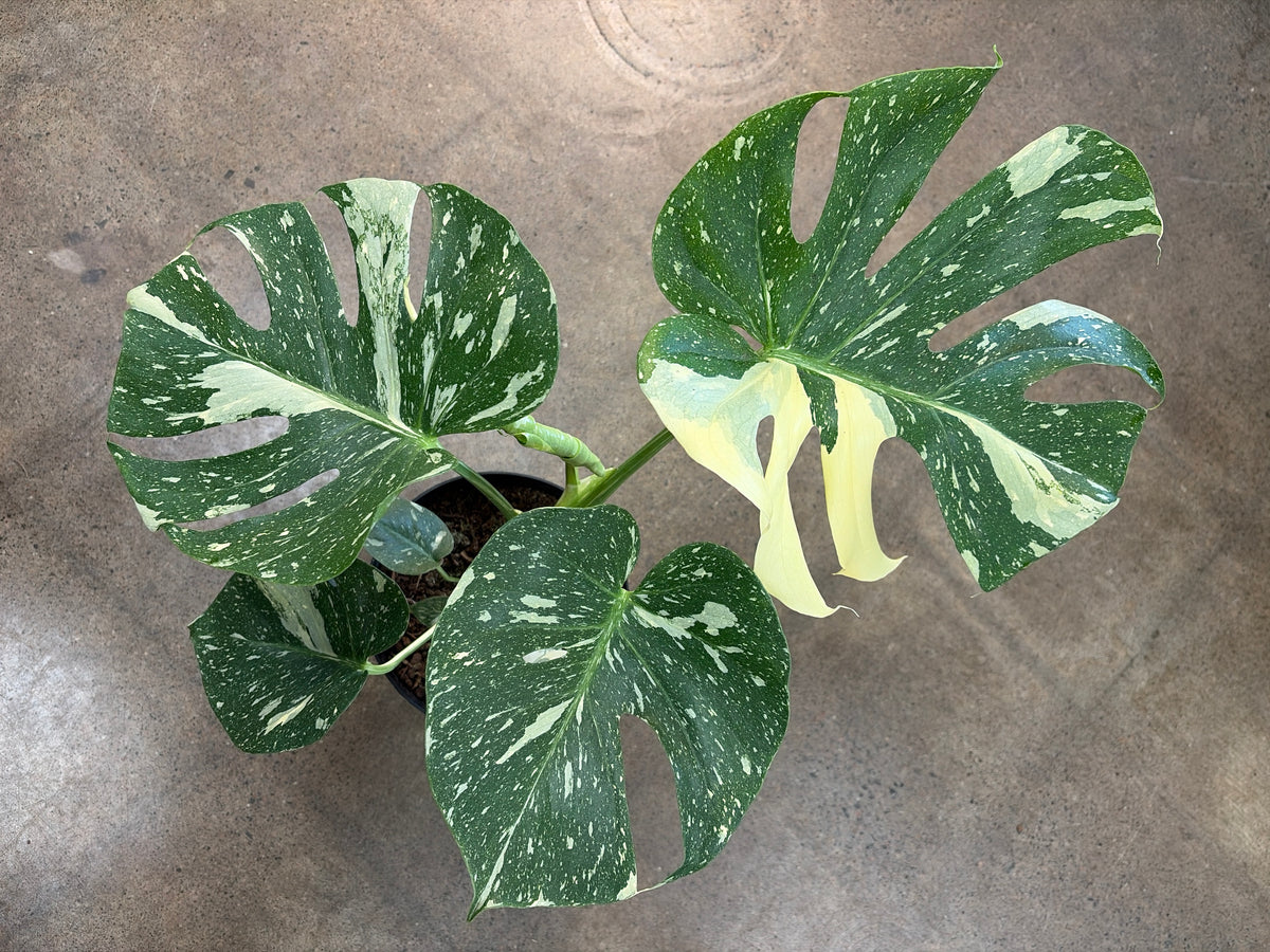 Monstera Thaï Constellation