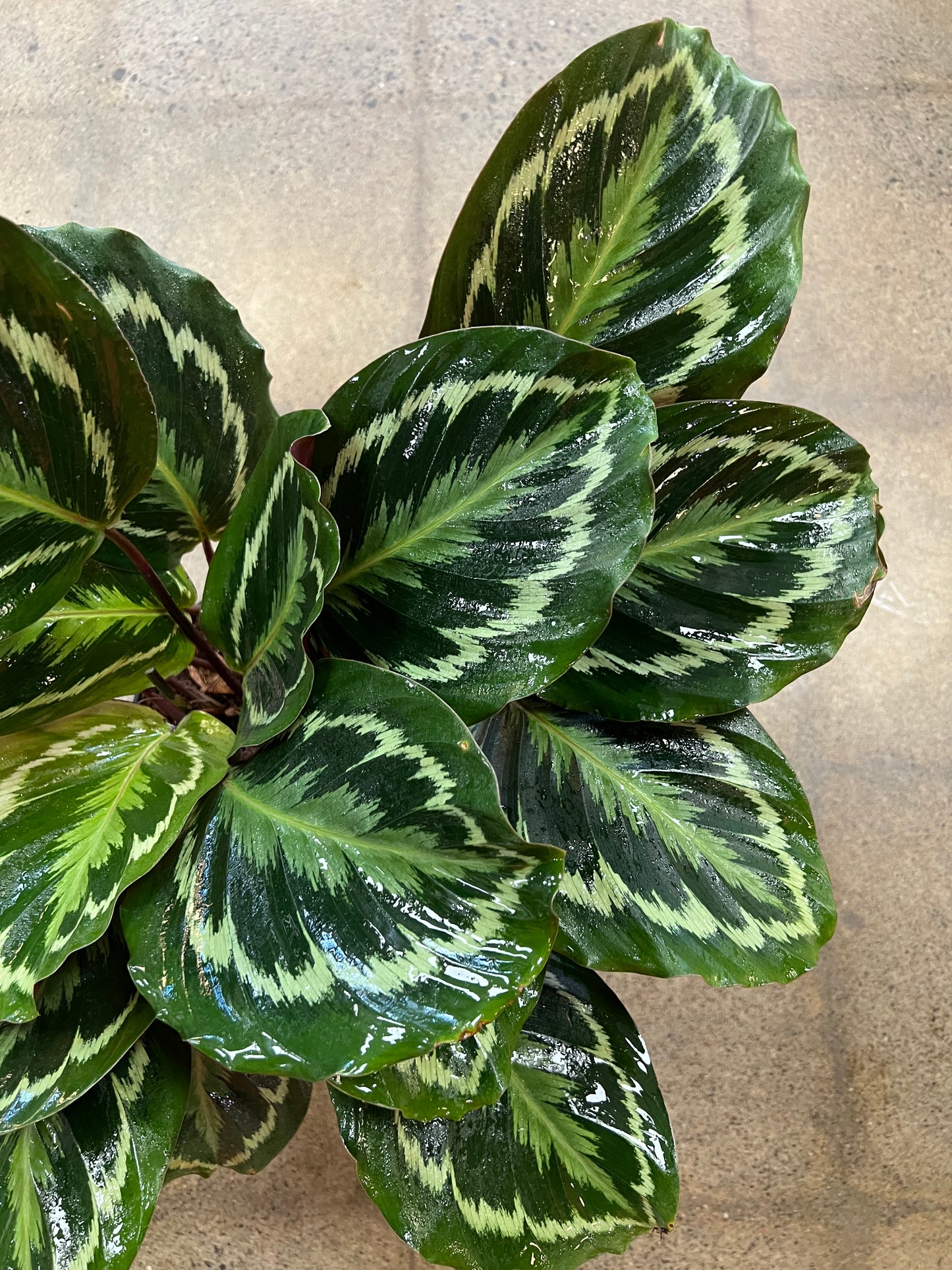 Calathea Medallion