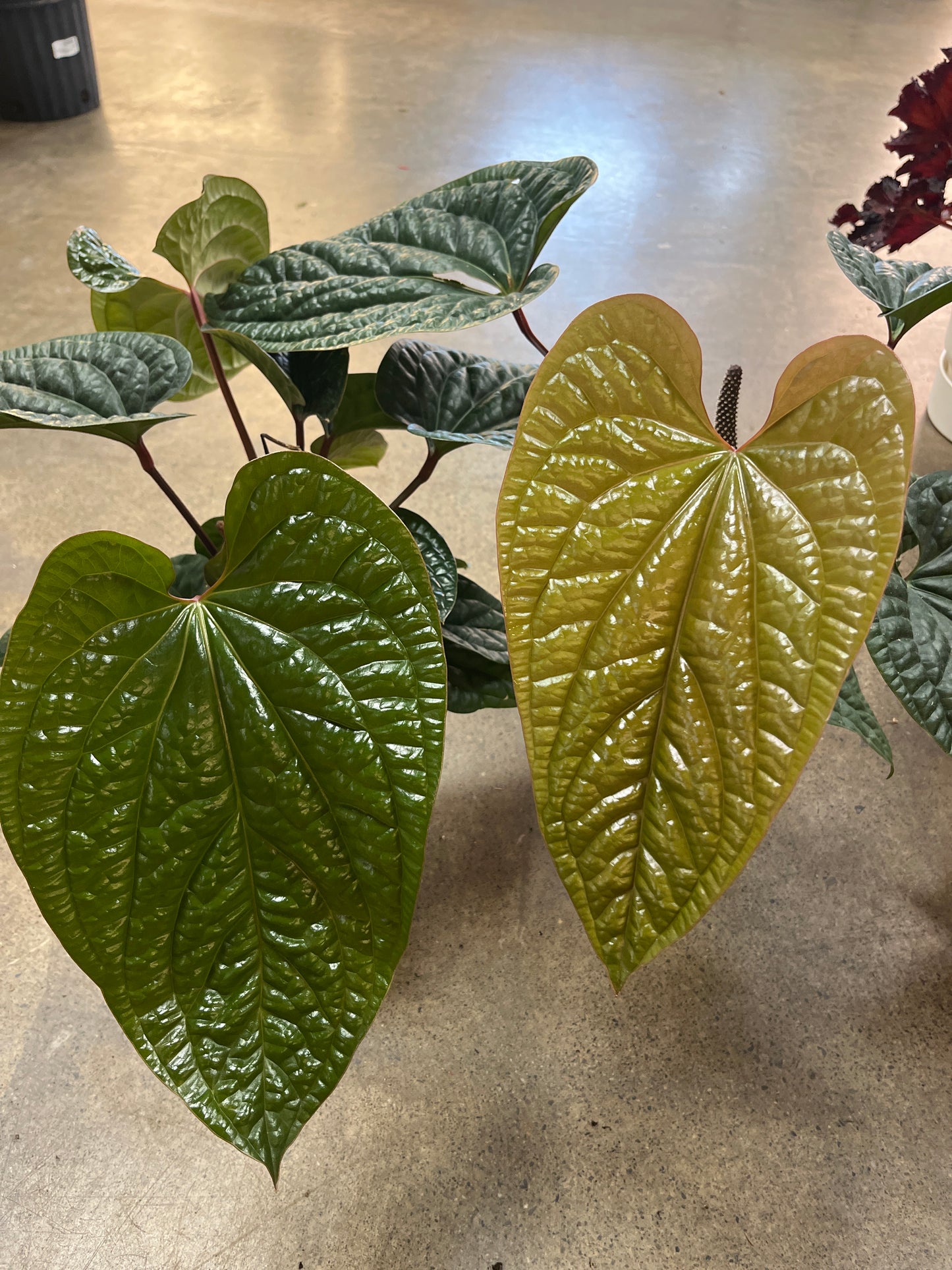 Anthurium Radicans Luxurians